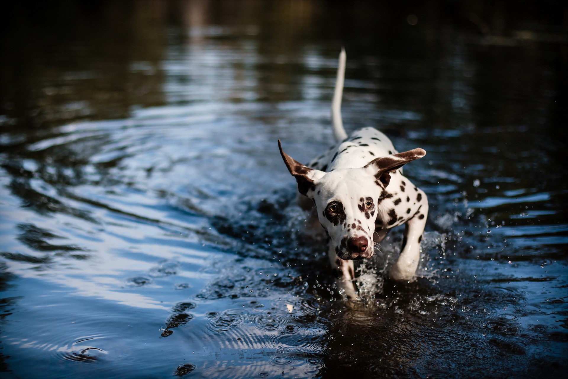 Dalmatian dog running through water HD Wallpaper