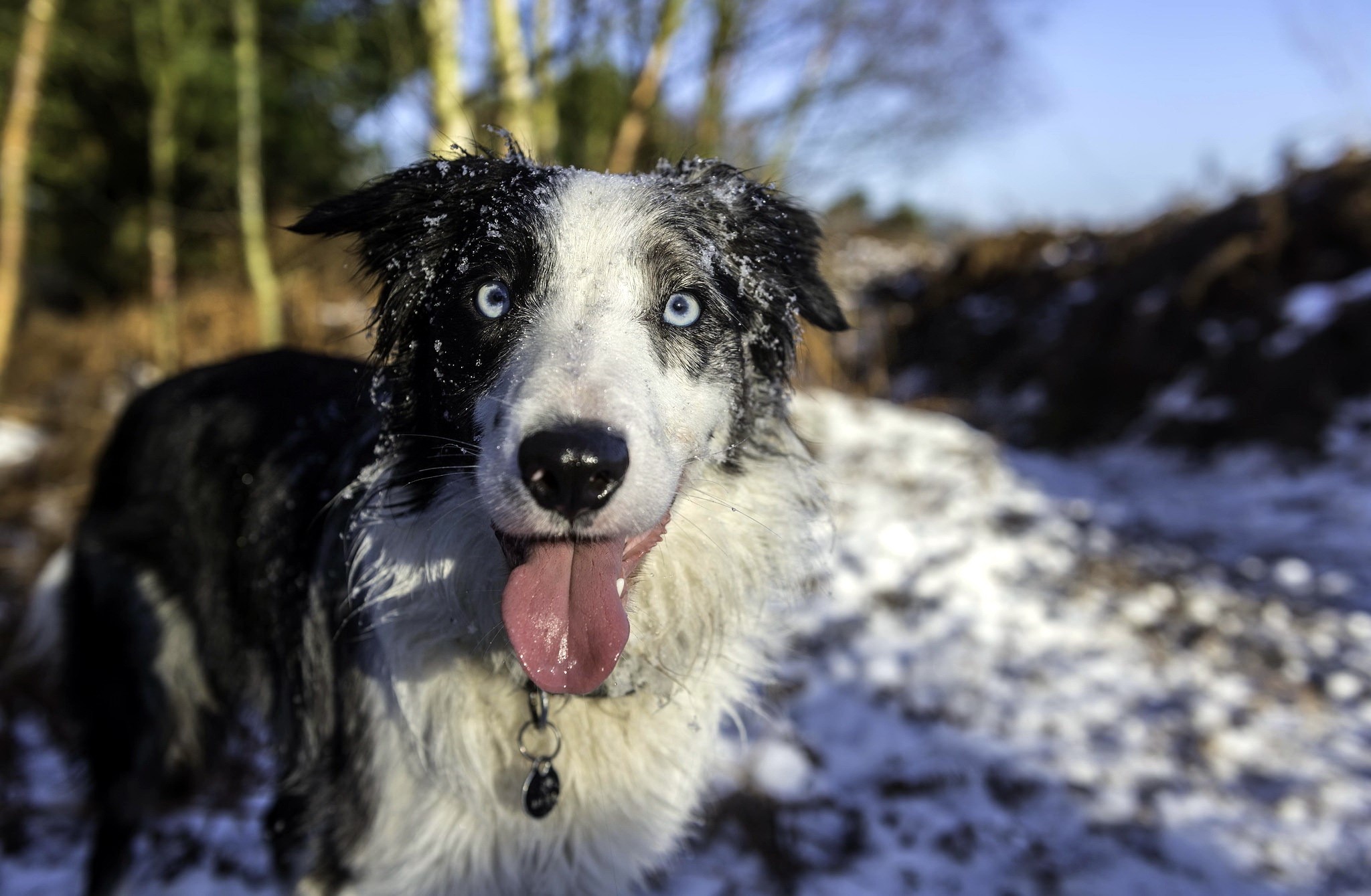 Border Collie dog with blue eyes in the snow HD Wallpaper