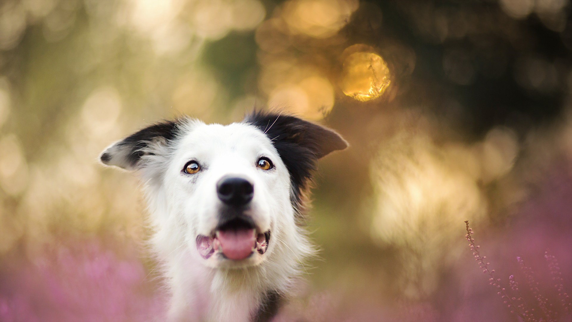 Border Collie dog looking up in a field of flowers HD Wallpaper