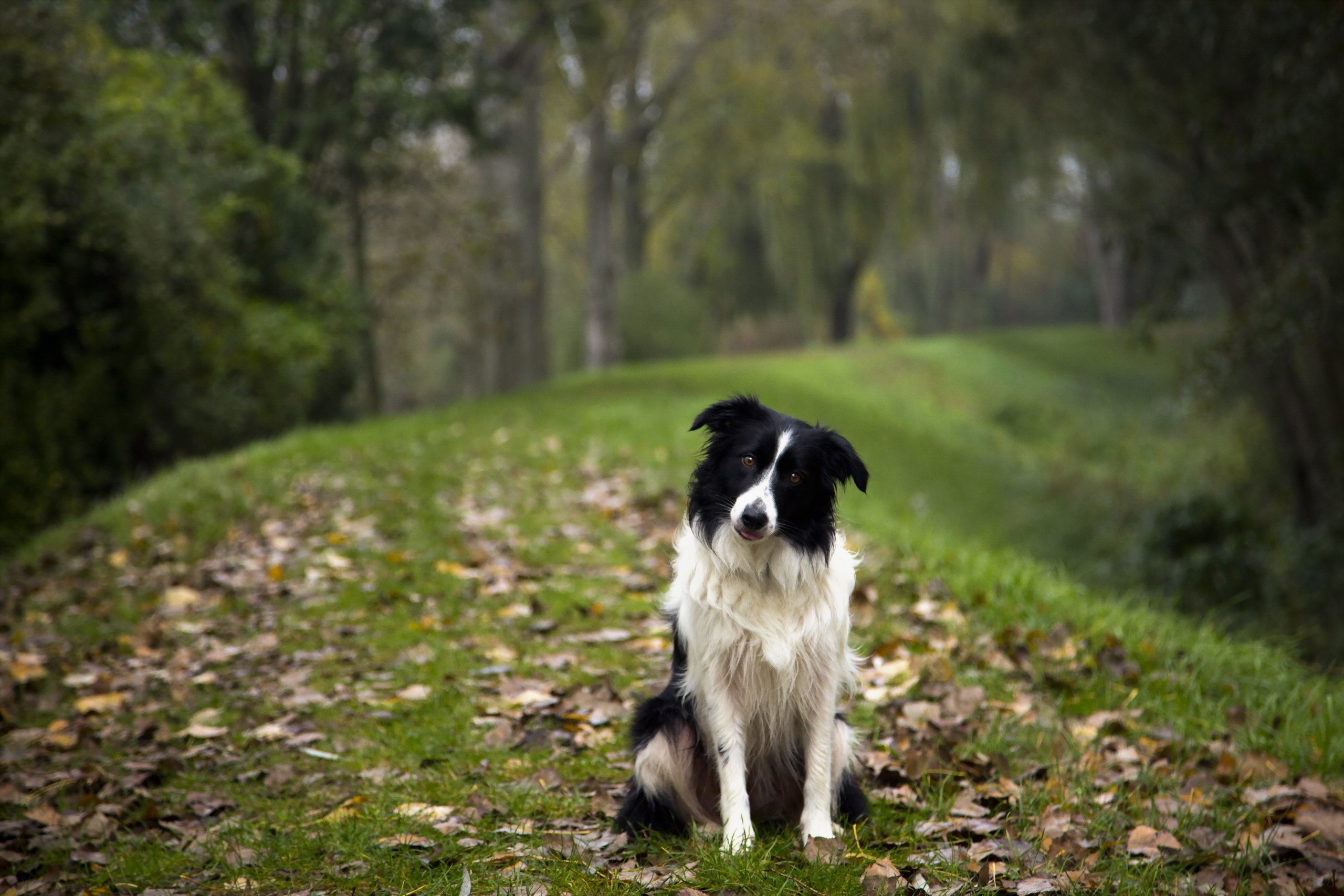 Border Collie sitting on a path in autumn HD Wallpaper