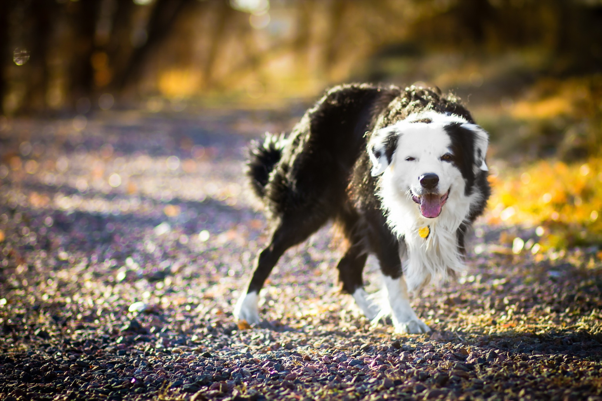 Black and white dog with yellow collar on path HD Wallpaper