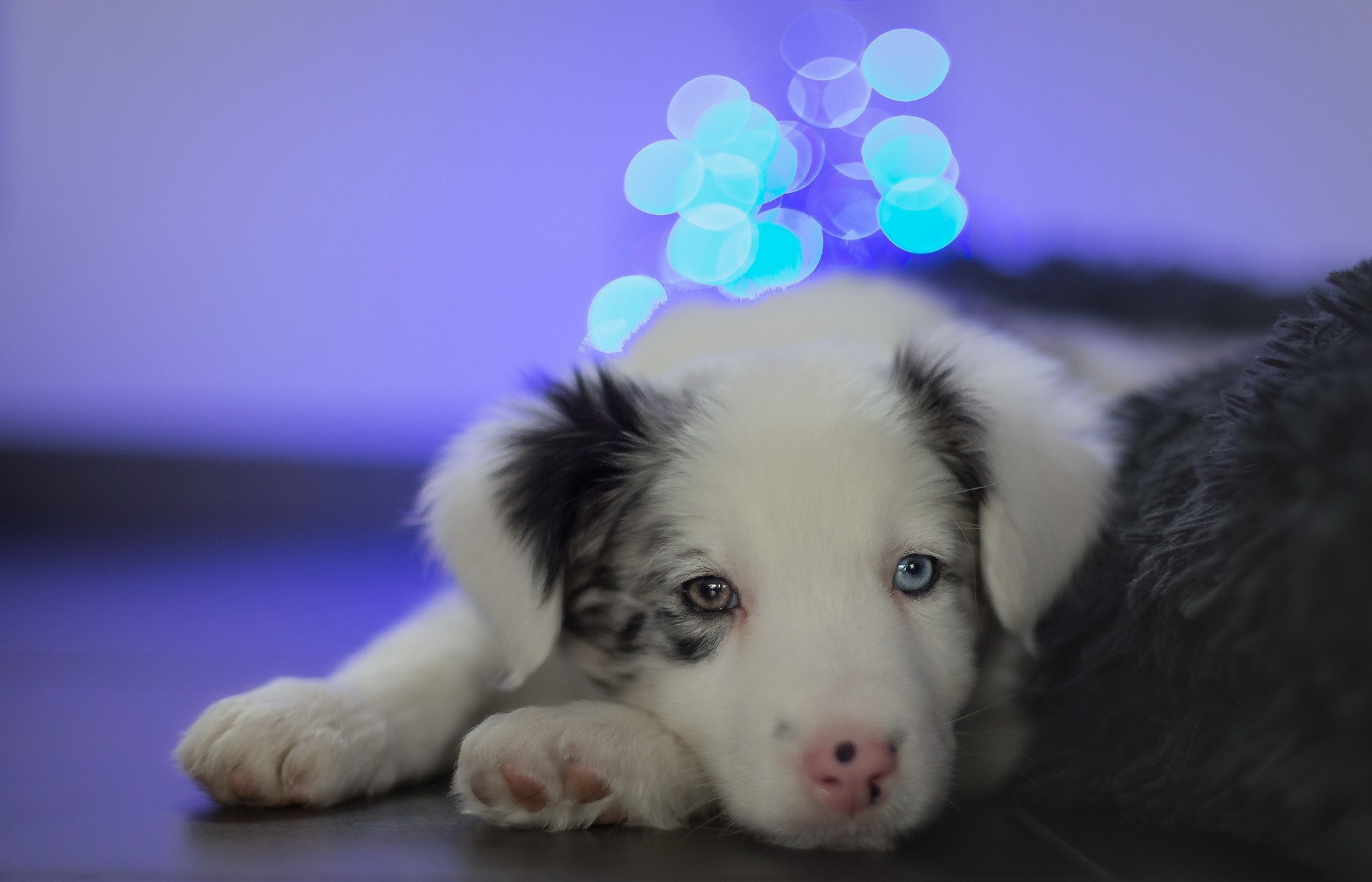 Border Collie puppy with blue bokeh lights HD Wallpaper