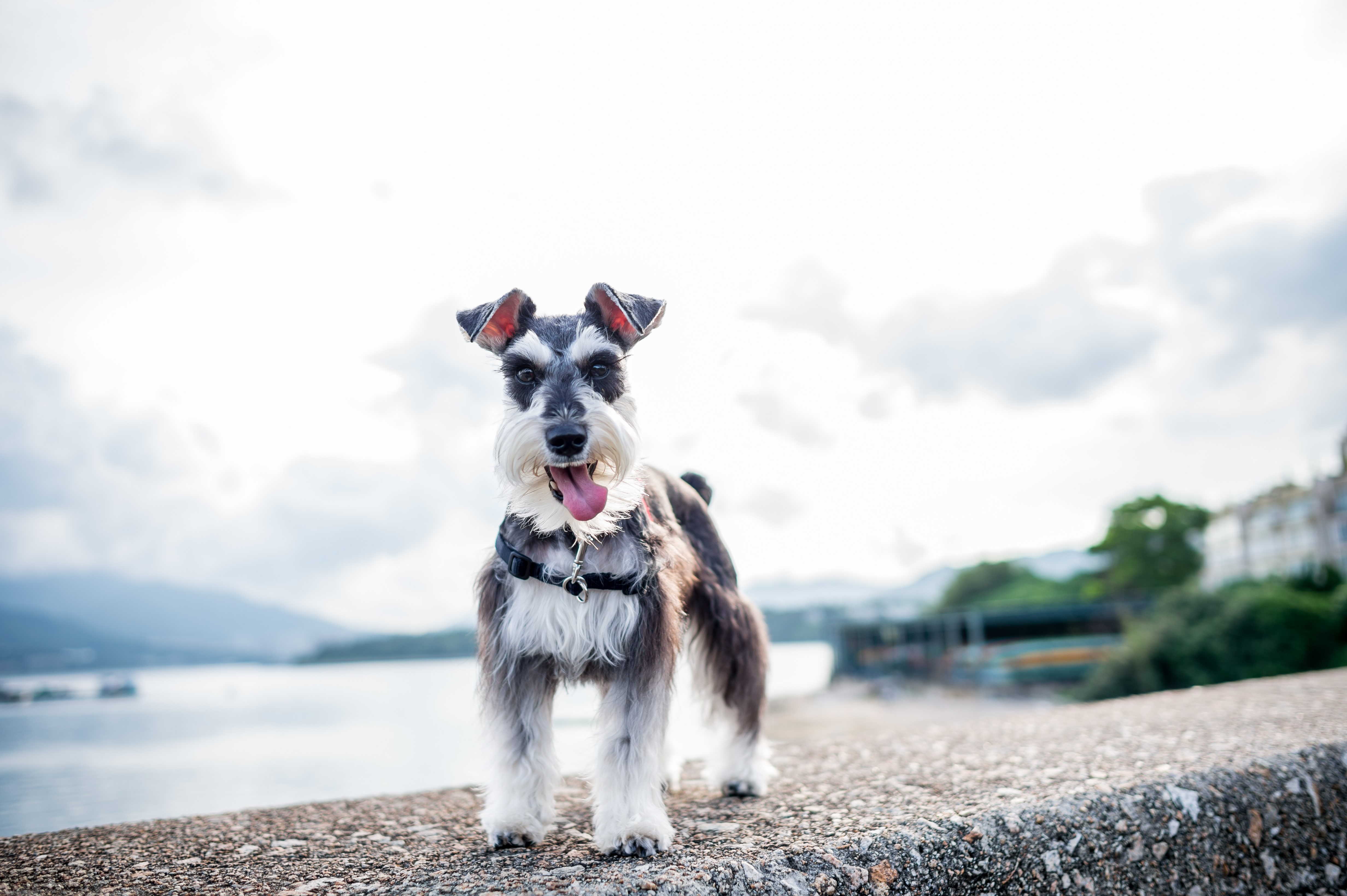 4K Miniature Schnauzer Dog by the Water HD Wallpaper