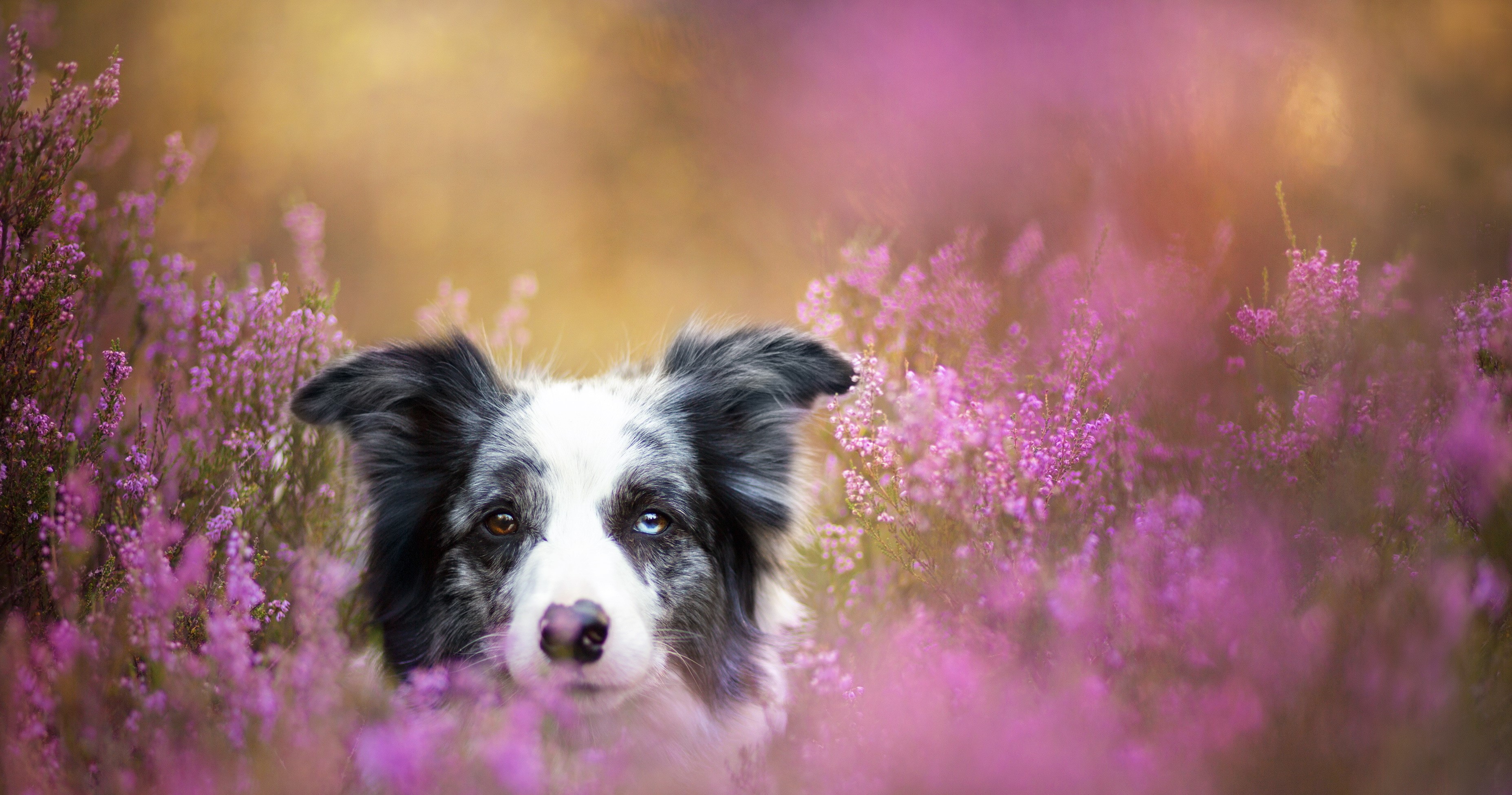 Border Collie dog peeking through purple heather HD Wallpaper