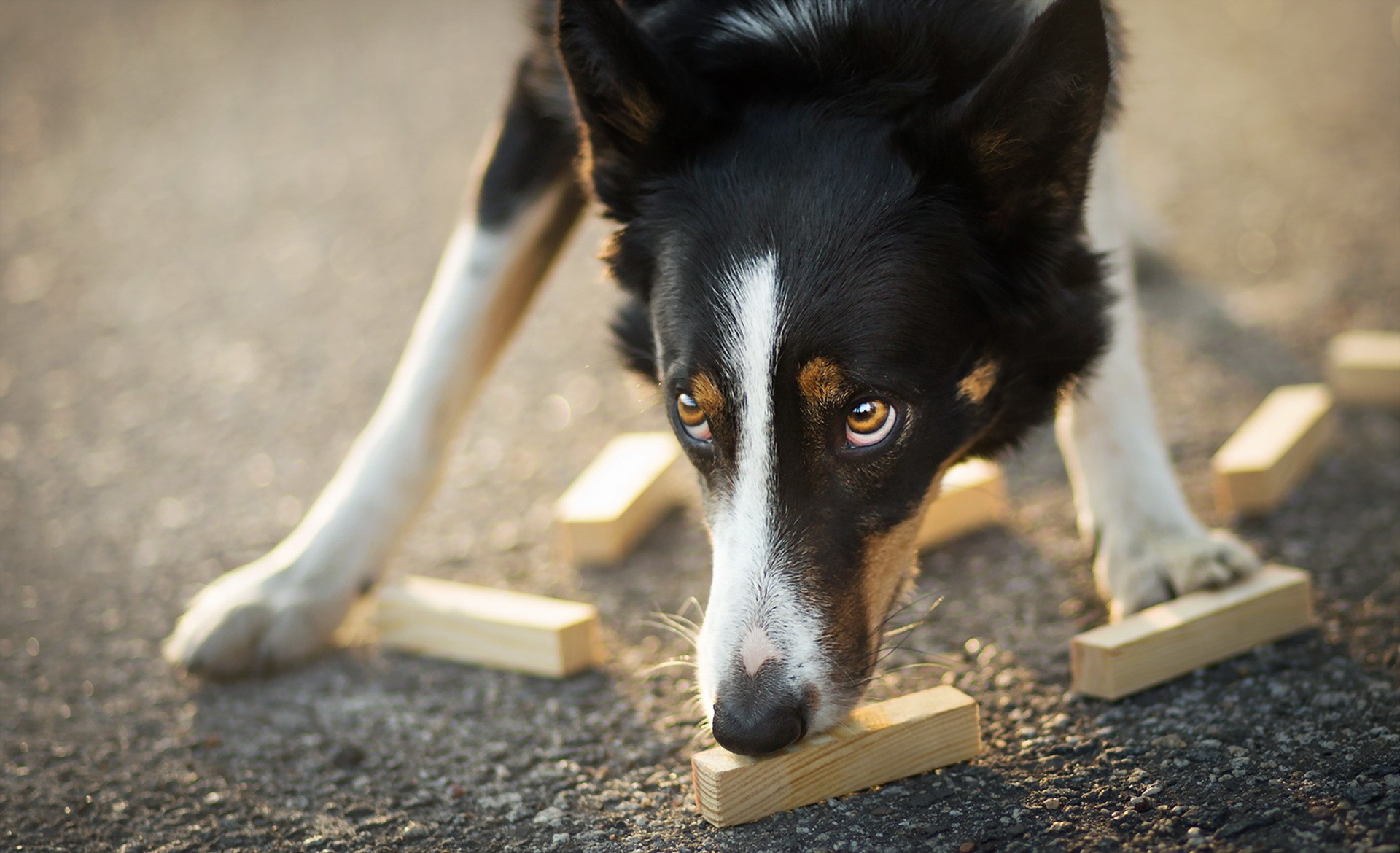 Border Collie dog sniffing wooden blocks on asphalt HD Wallpaper