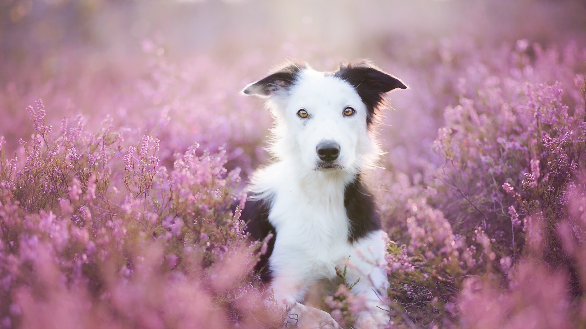 Border Collie dog sitting in a field of purple flowers HD Wallpaper