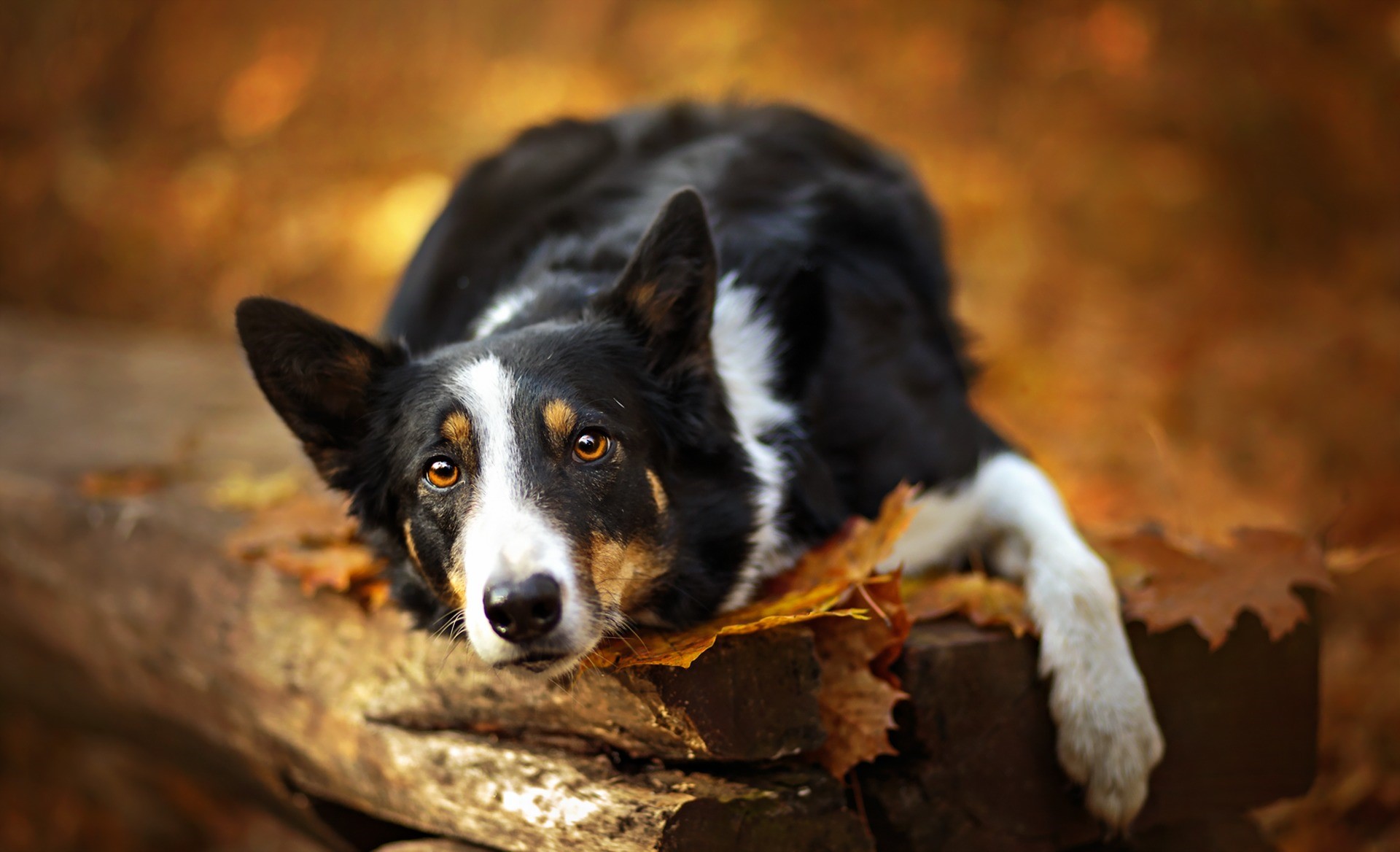 Border Collie dog lying on a log in autumn HD Wallpaper