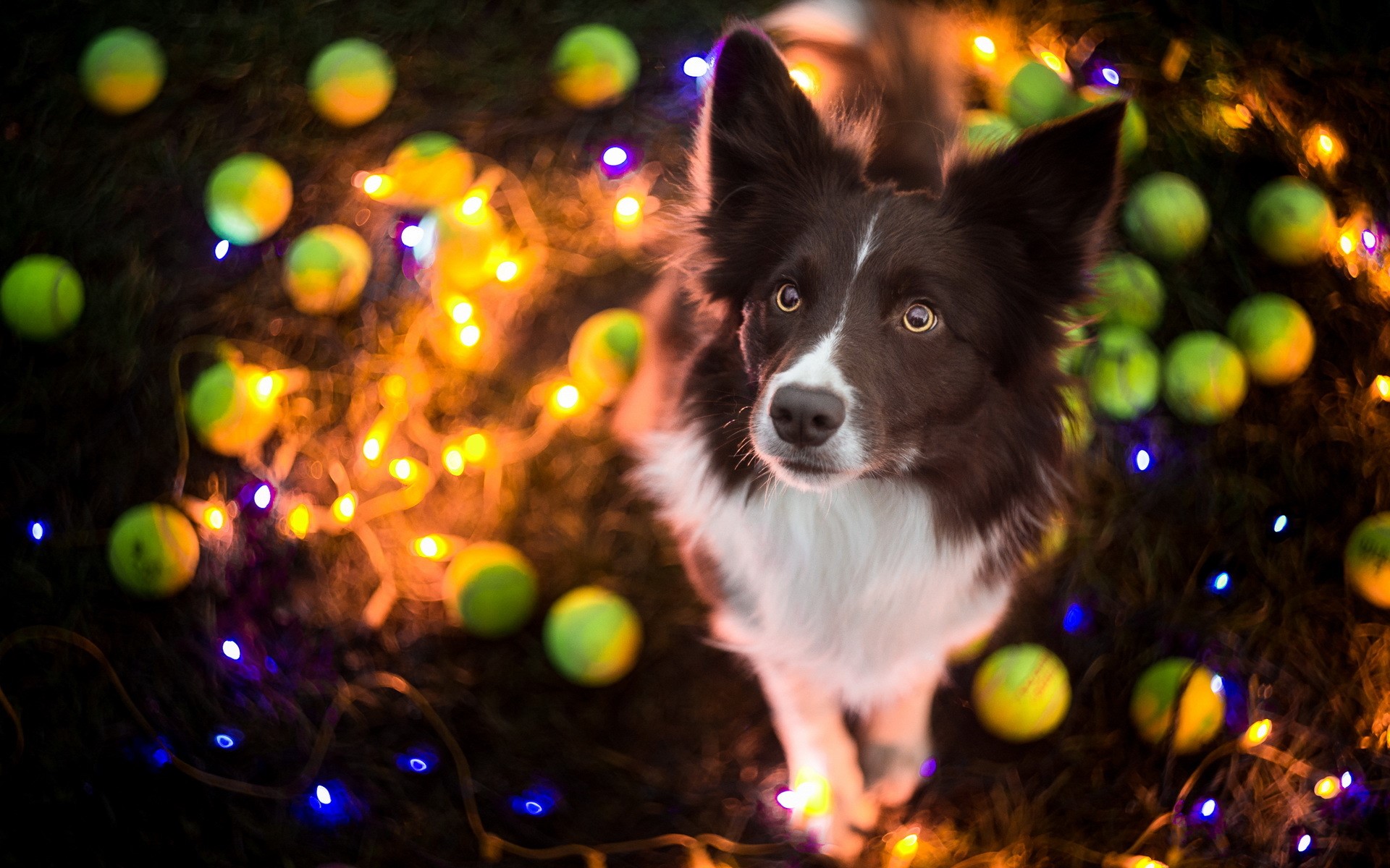 Border Collie dog with tennis balls and Christmas lights HD Wallpaper