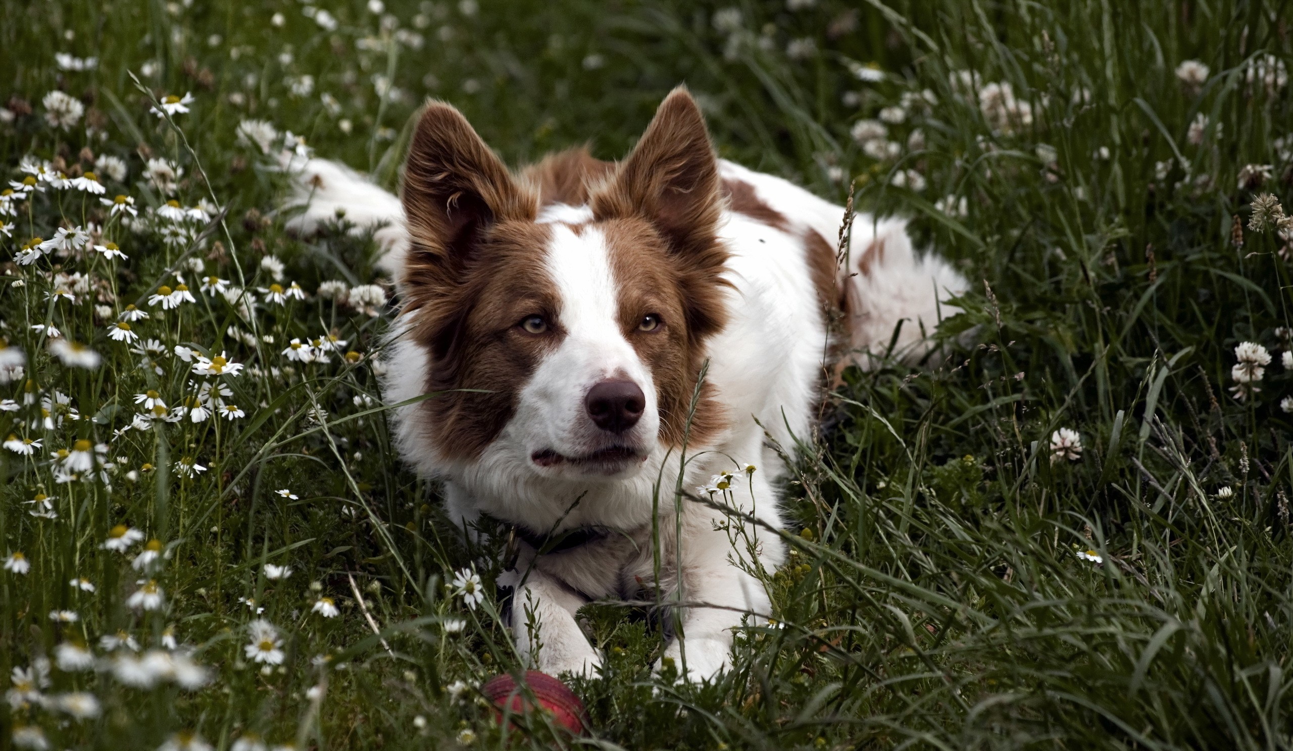 Brown and white Border Collie lying in grass with flowers HD Wallpaper