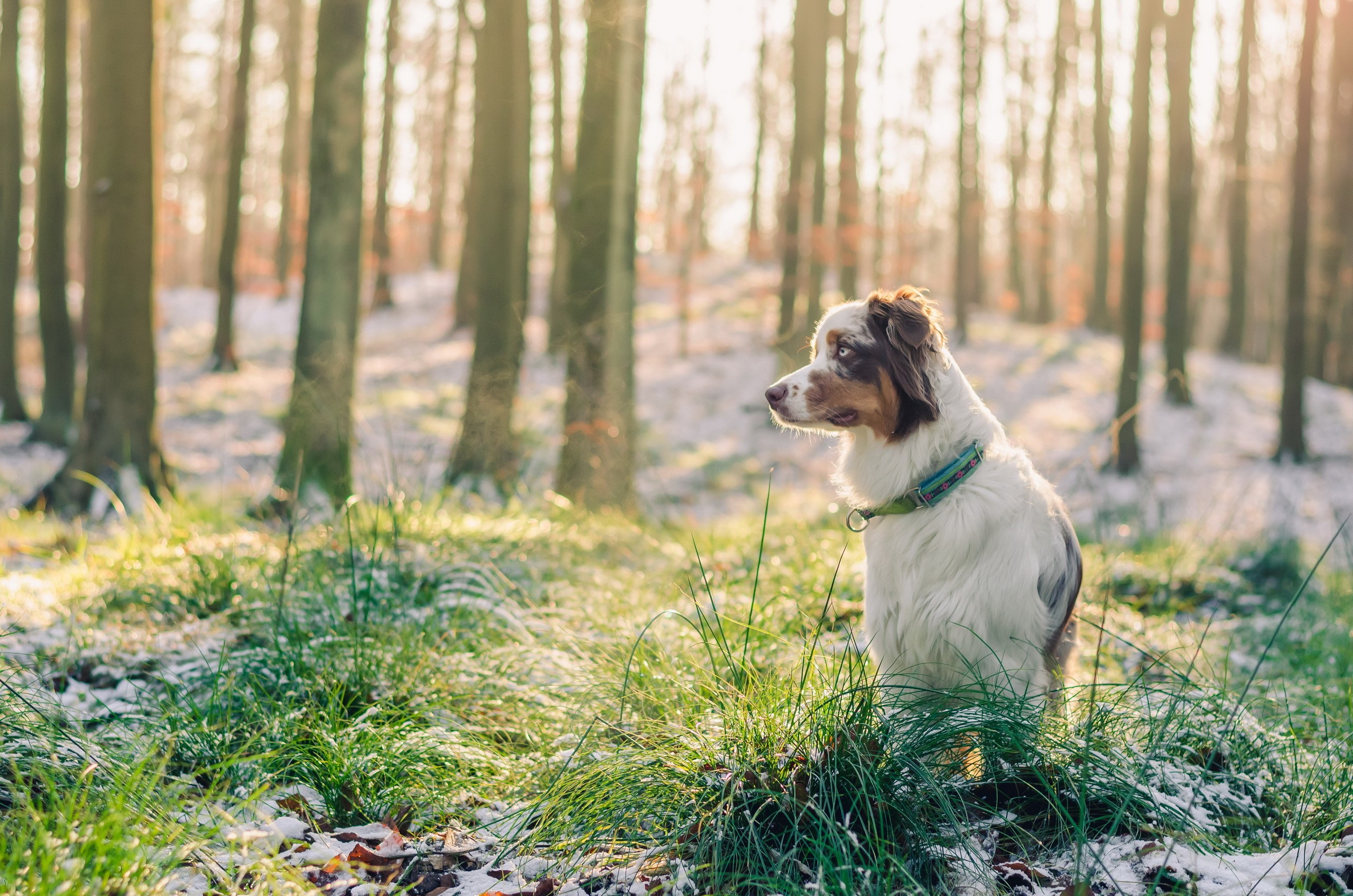 A dog sits in a snowy forest during sunrise HD Wallpaper