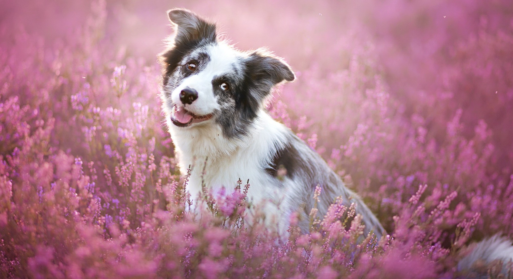 Border Collie dog sitting in a field of purple flowers HD Wallpaper