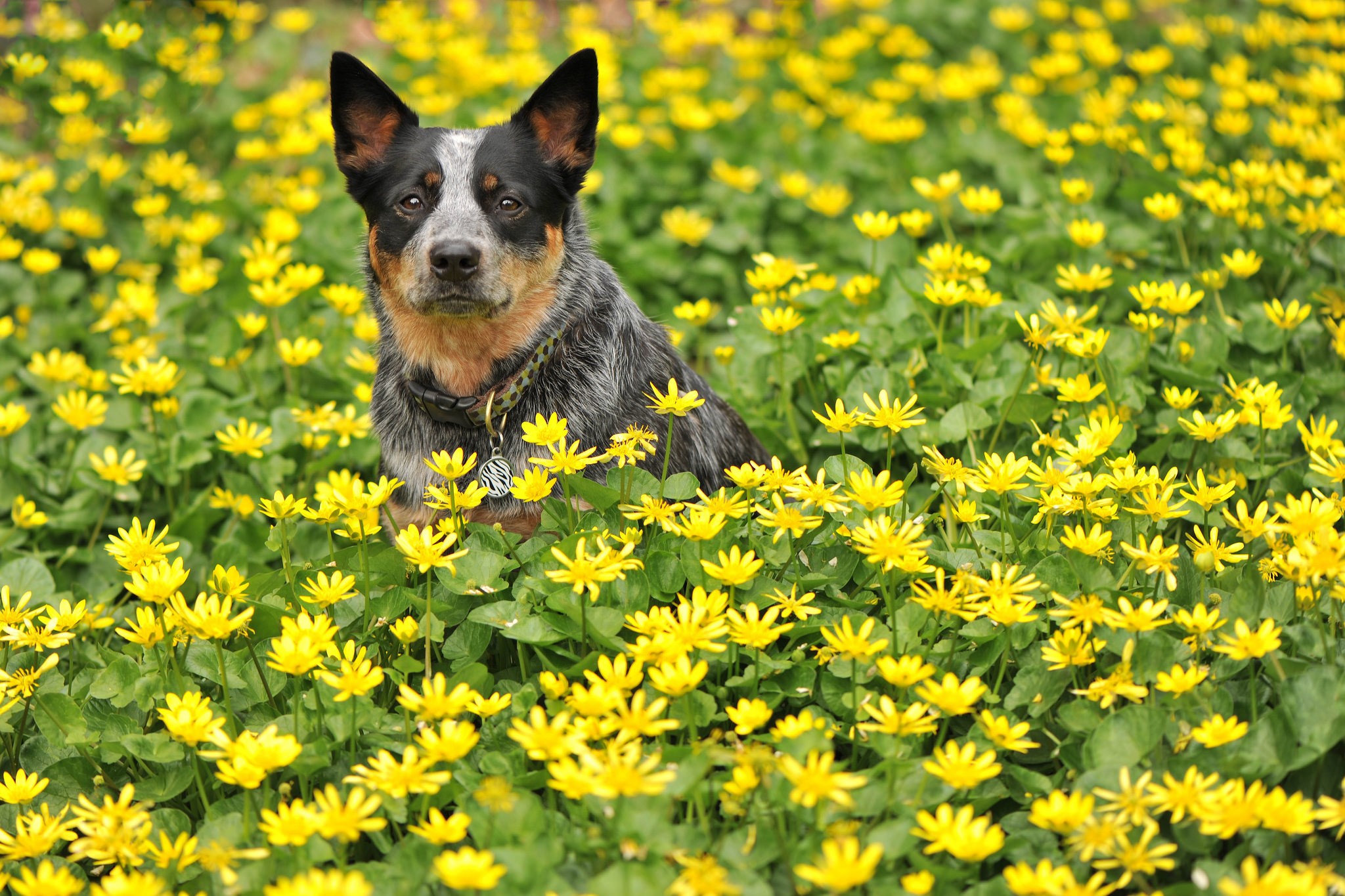 Australian Cattle Dog sitting in a field of yellow flowers HD Wallpaper