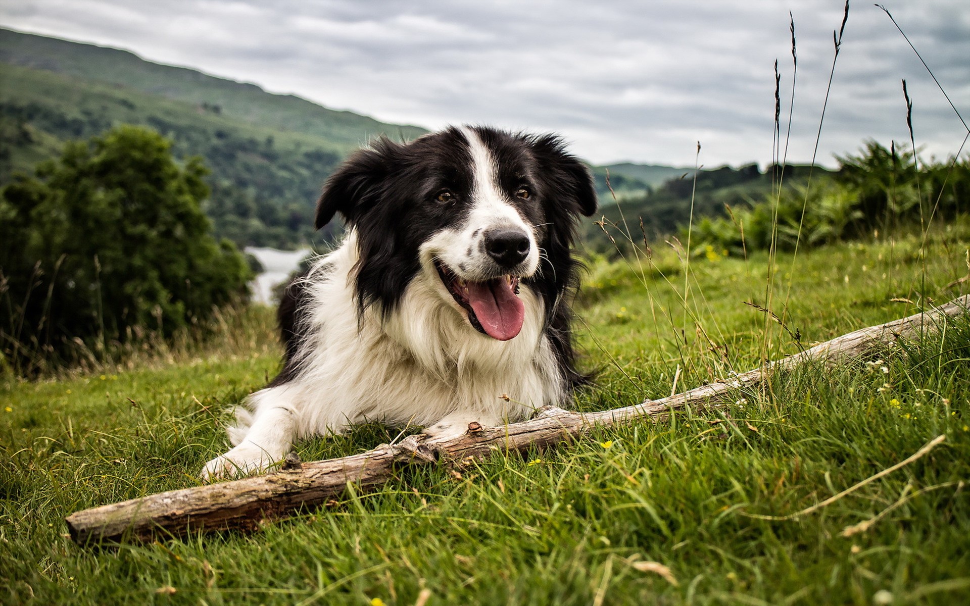 Border Collie dog lying on grass with a stick HD Wallpaper