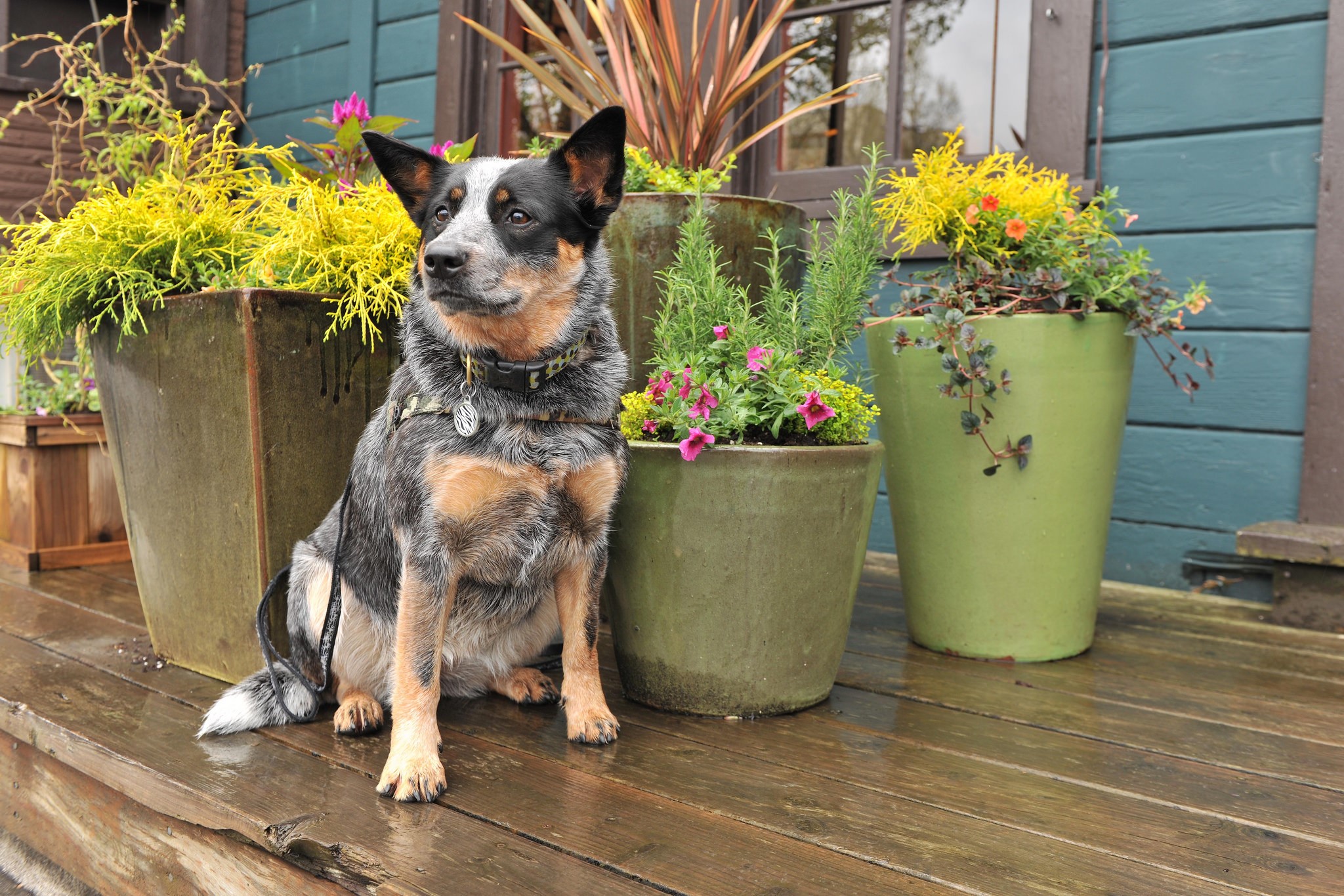 Australian Cattle Dog sitting on a porch with potted plants HD Wallpaper