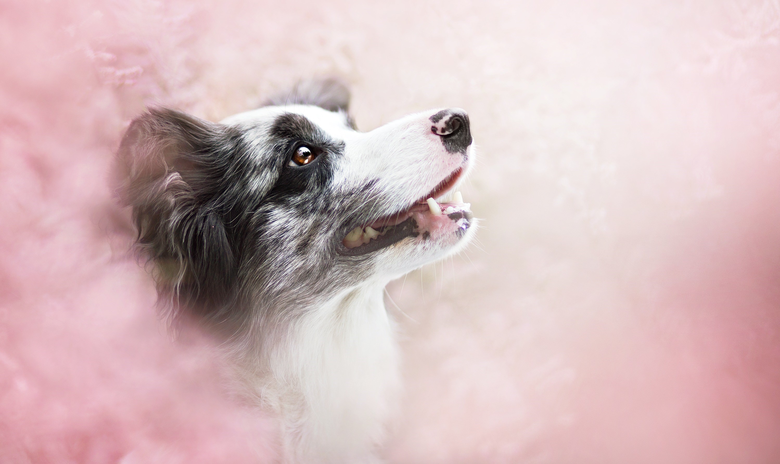 Border Collie dog looking up with pink smoke HD Wallpaper