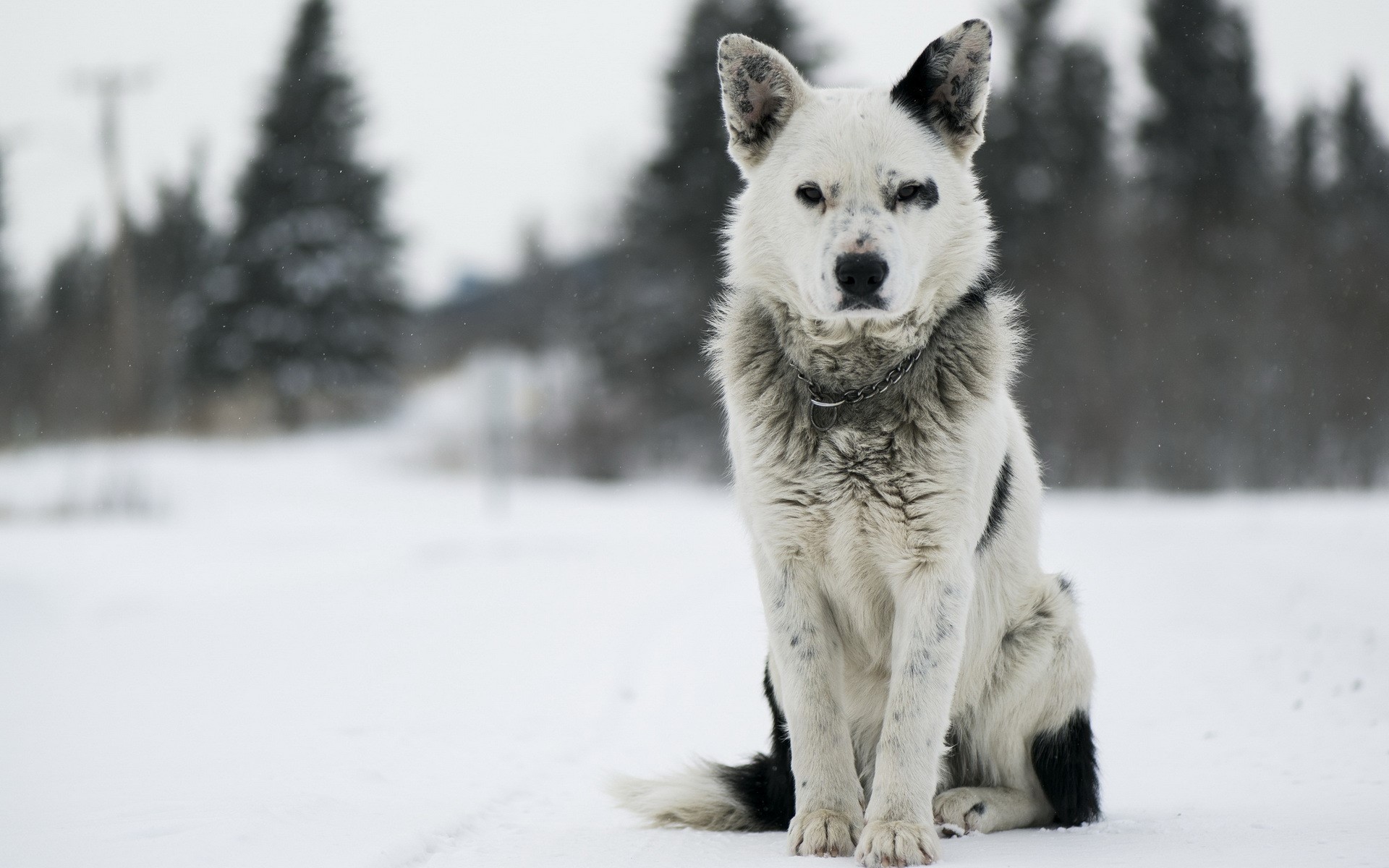 A black and white dog sits in the snow HD Wallpaper