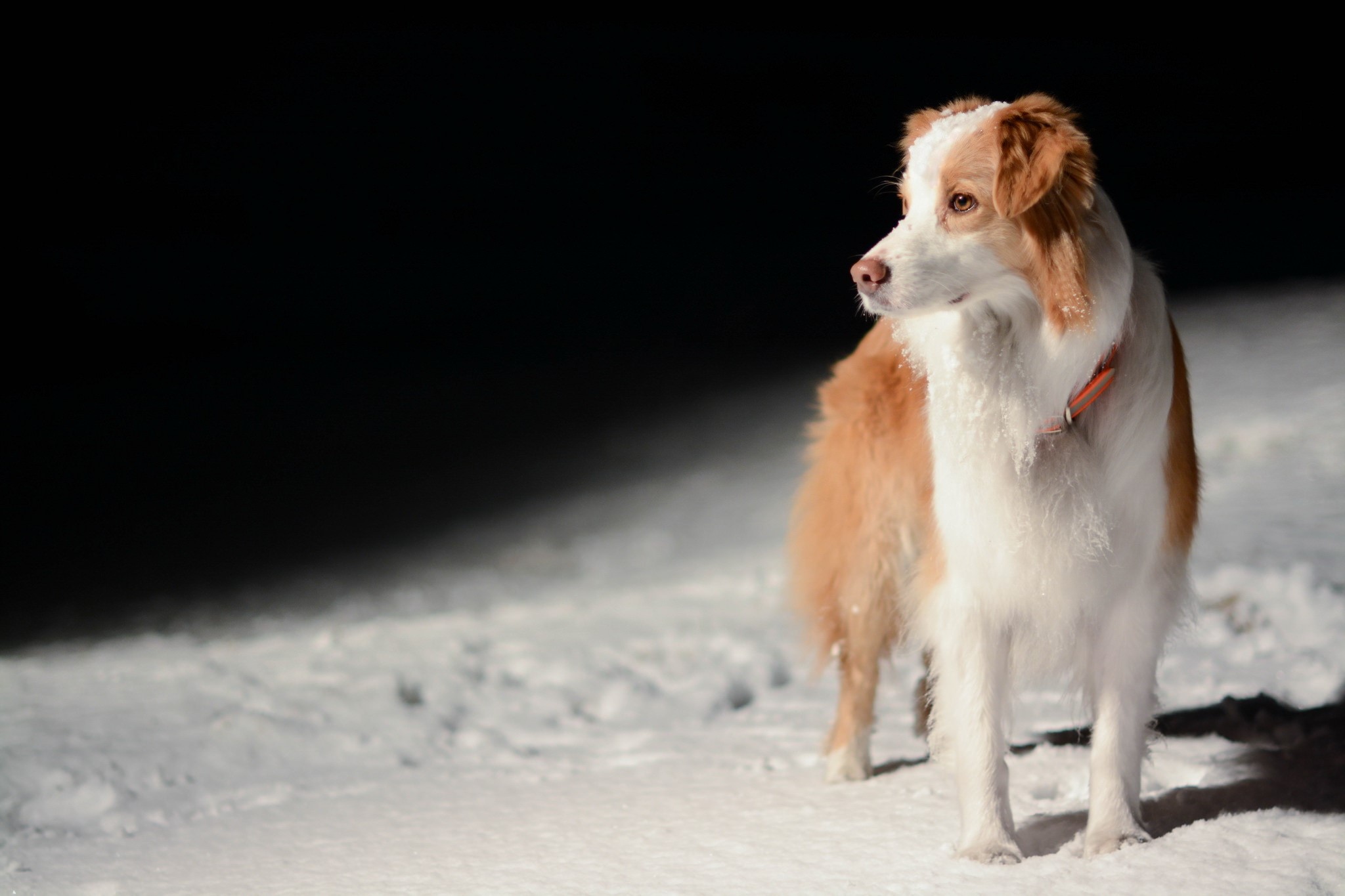 A Border Collie dog in the snow at night HD Wallpaper