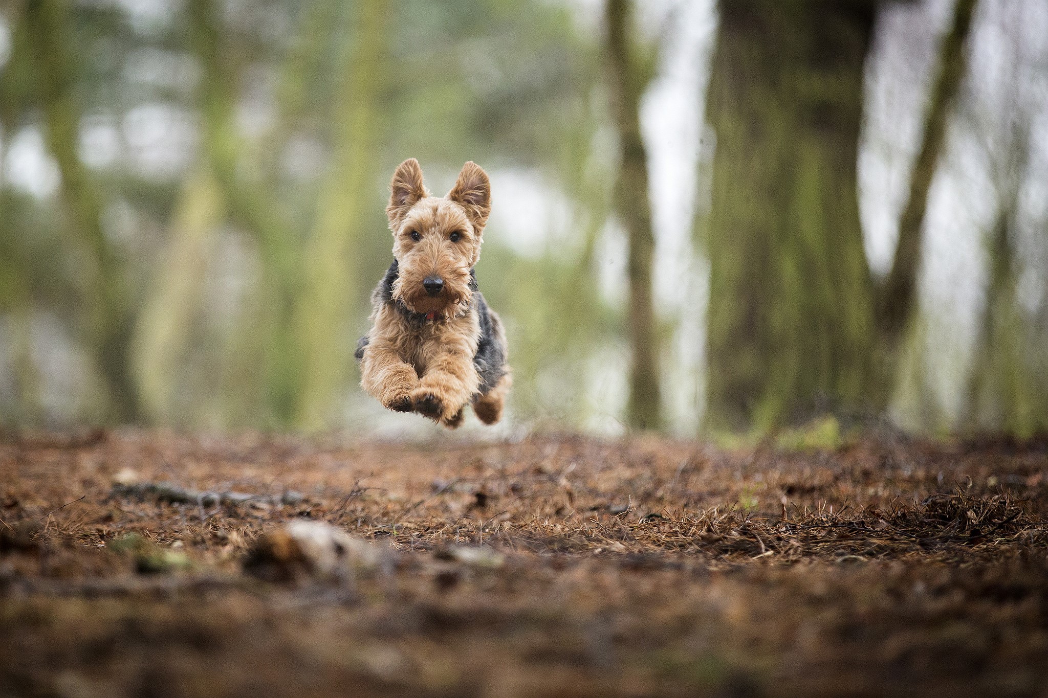 Airedale Terrier dog running in a forest HD Wallpaper