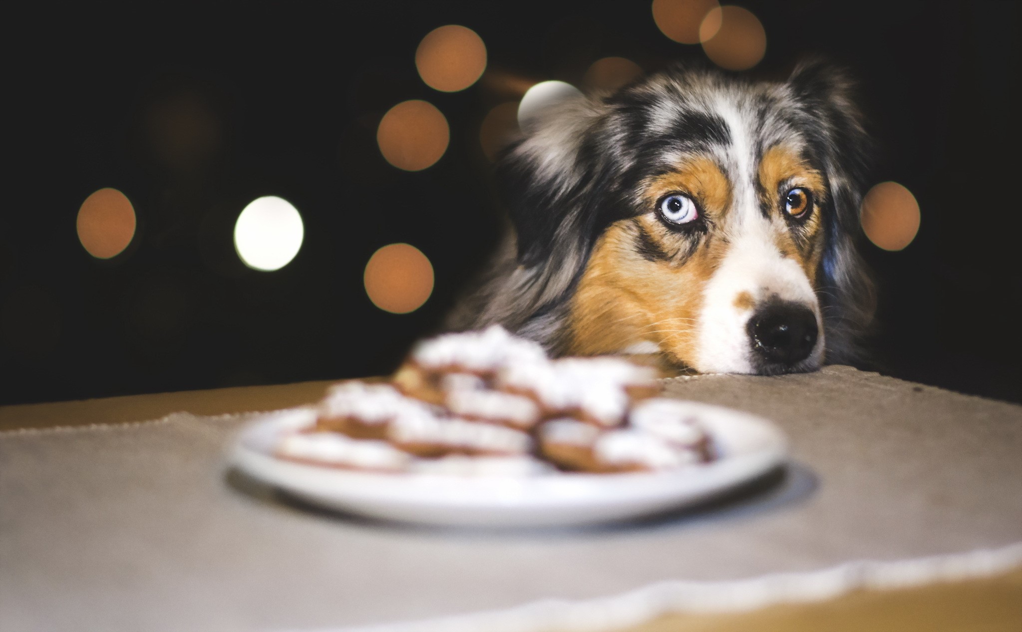Australian Shepherd dog looking at cookies HD Wallpaper