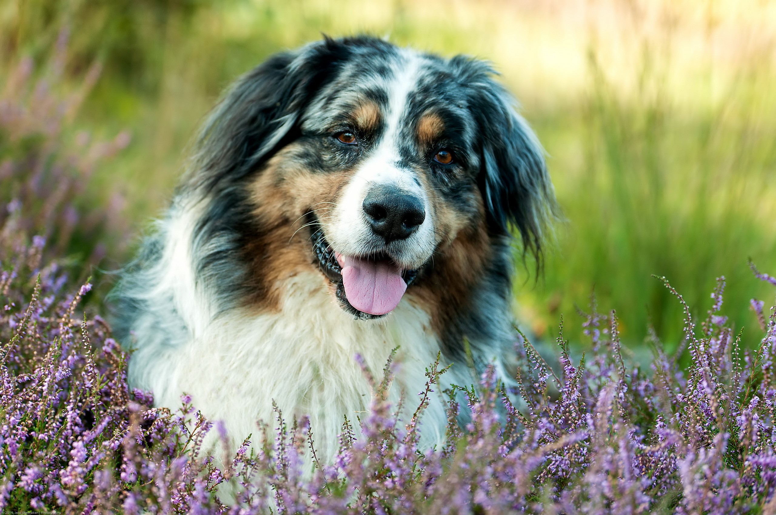Australian Shepherd dog in a field of heather HD Wallpaper