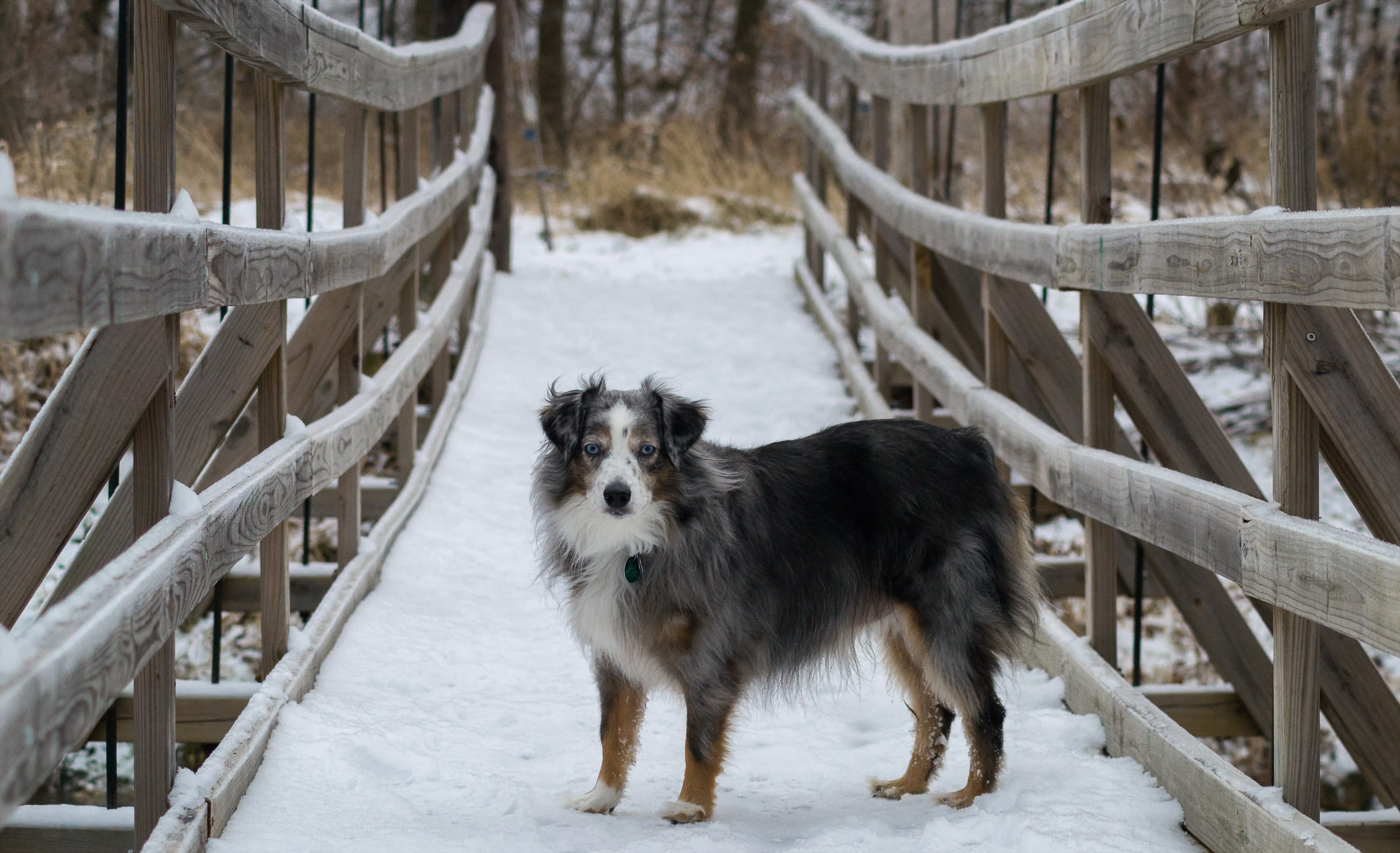 Australian Shepherd on a snowy bridge HD Wallpaper