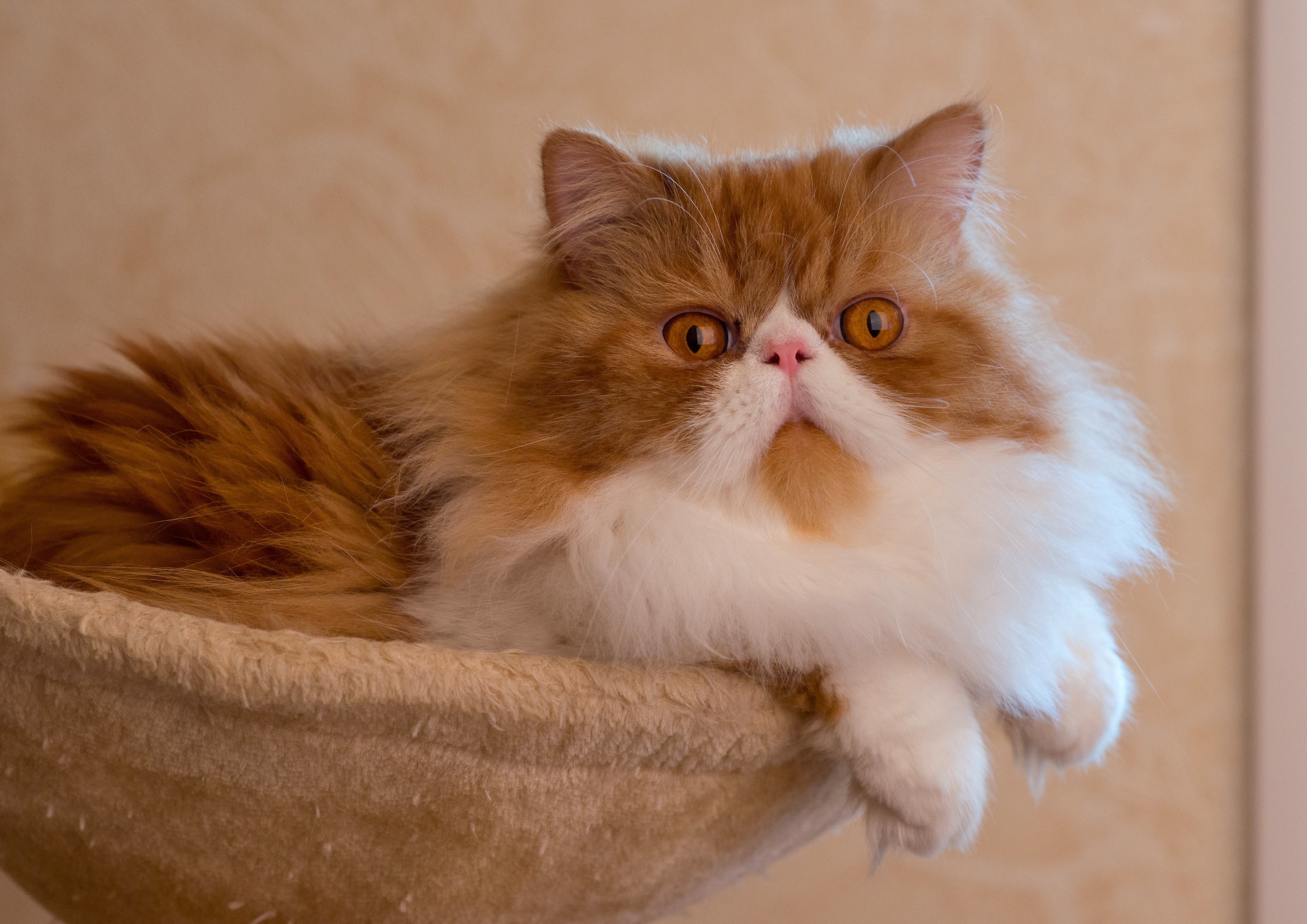 Fluffy Persian Cat with Orange and White Fur HD Wallpaper