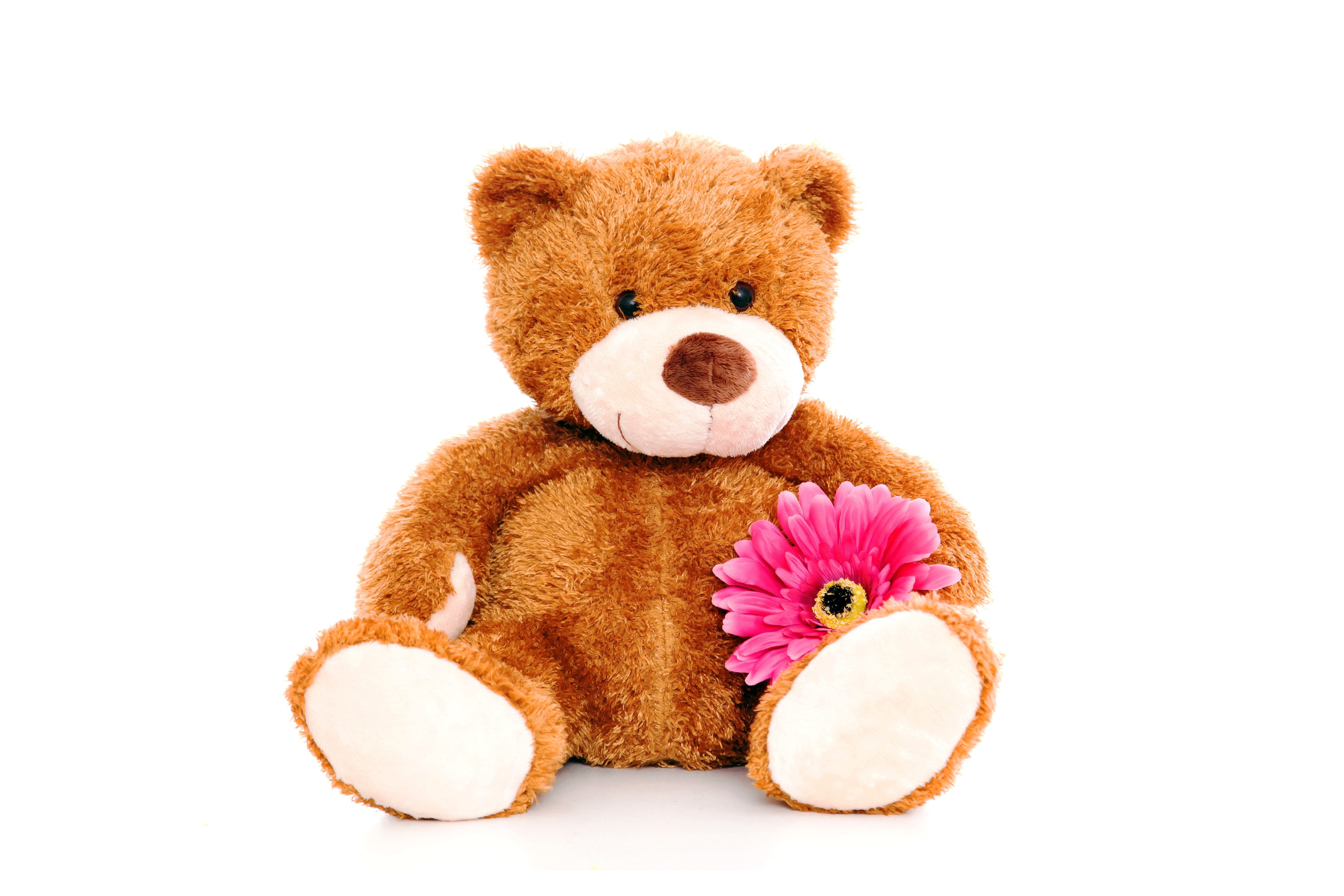 Teddy bear with a pink flower HD Wallpaper