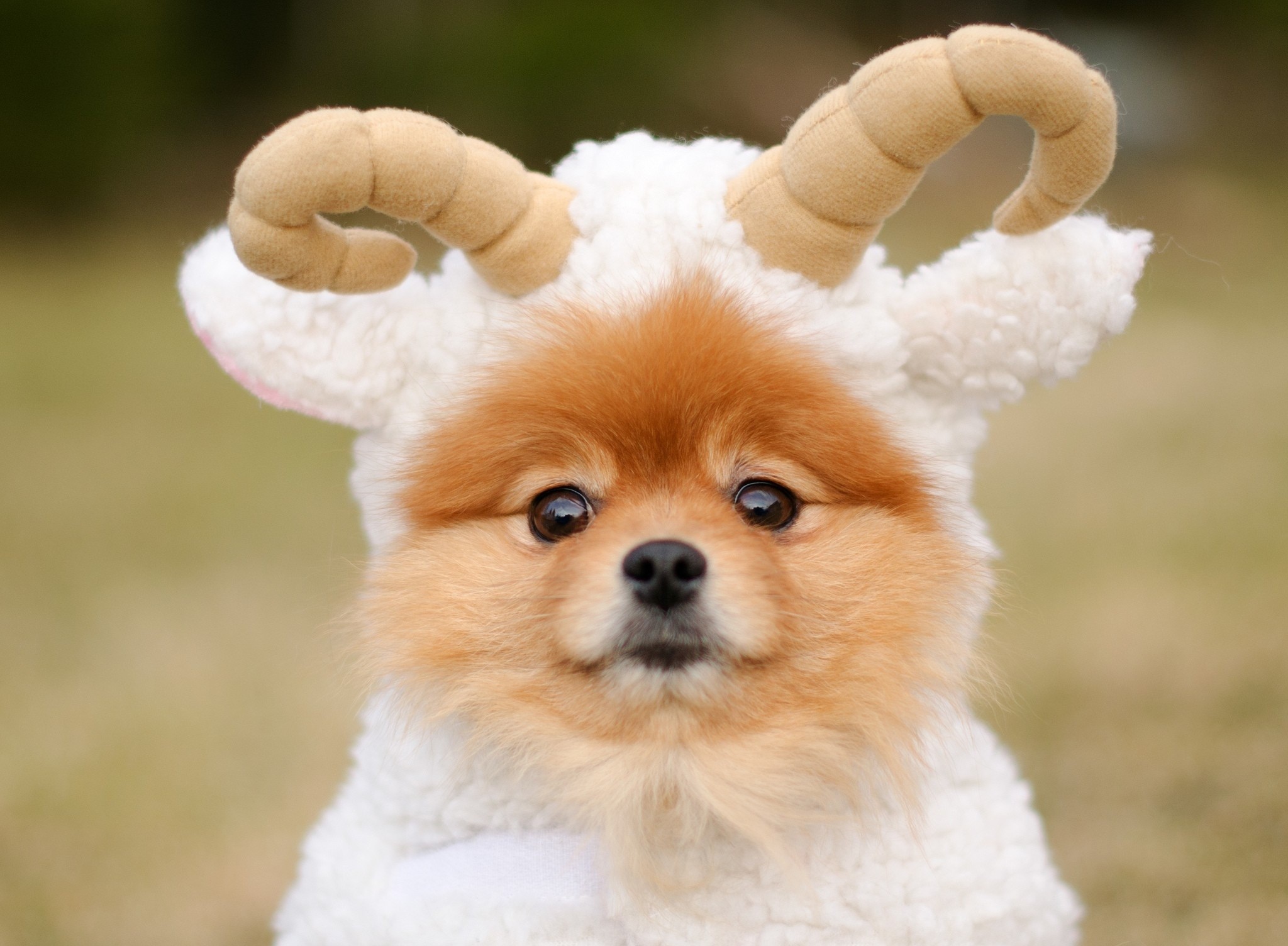 Pomeranian dog wearing a sheep costume with horns HD Wallpaper