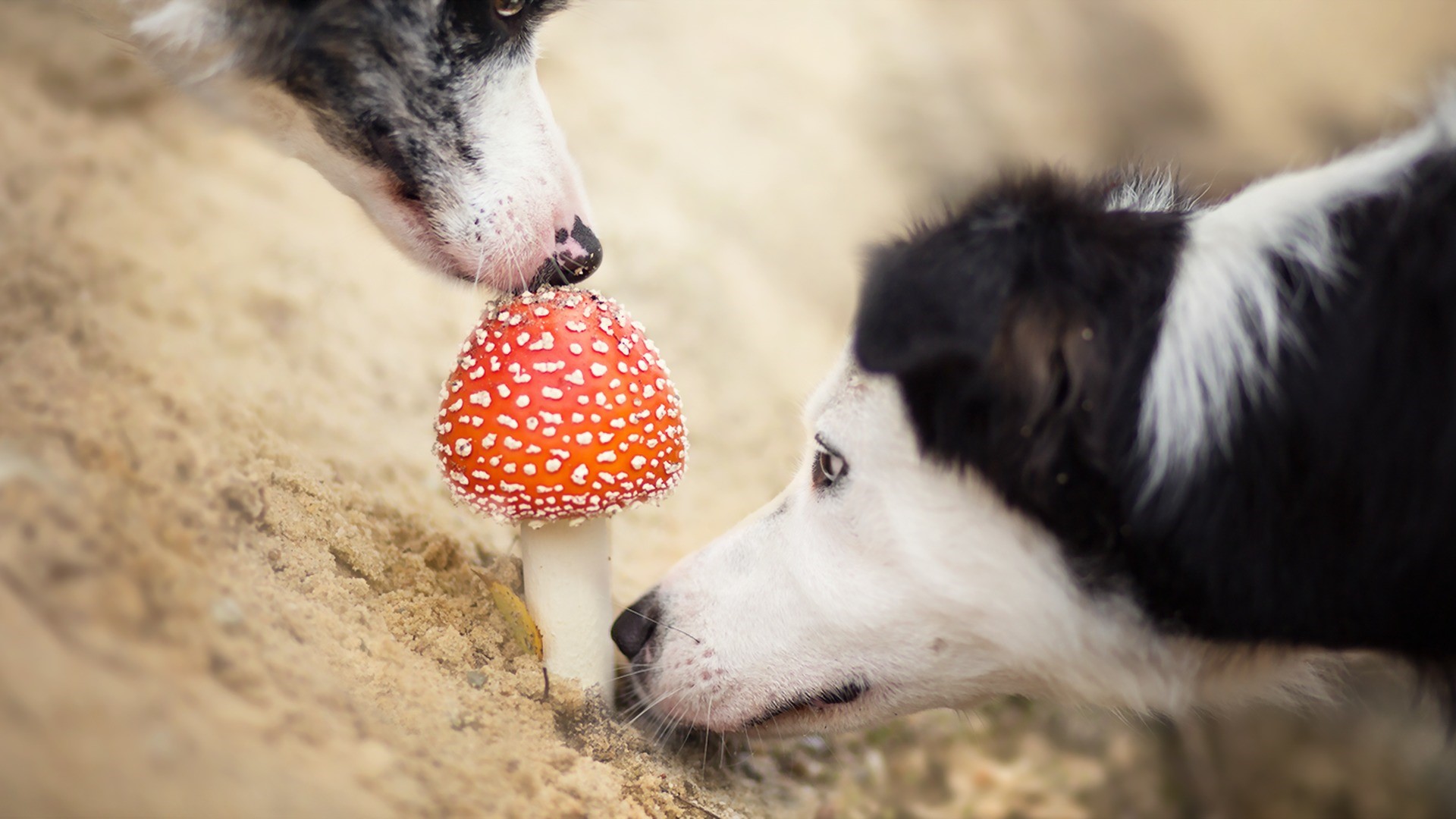 Two Border Collies sniffing an Amanita mushroom HD Wallpaper