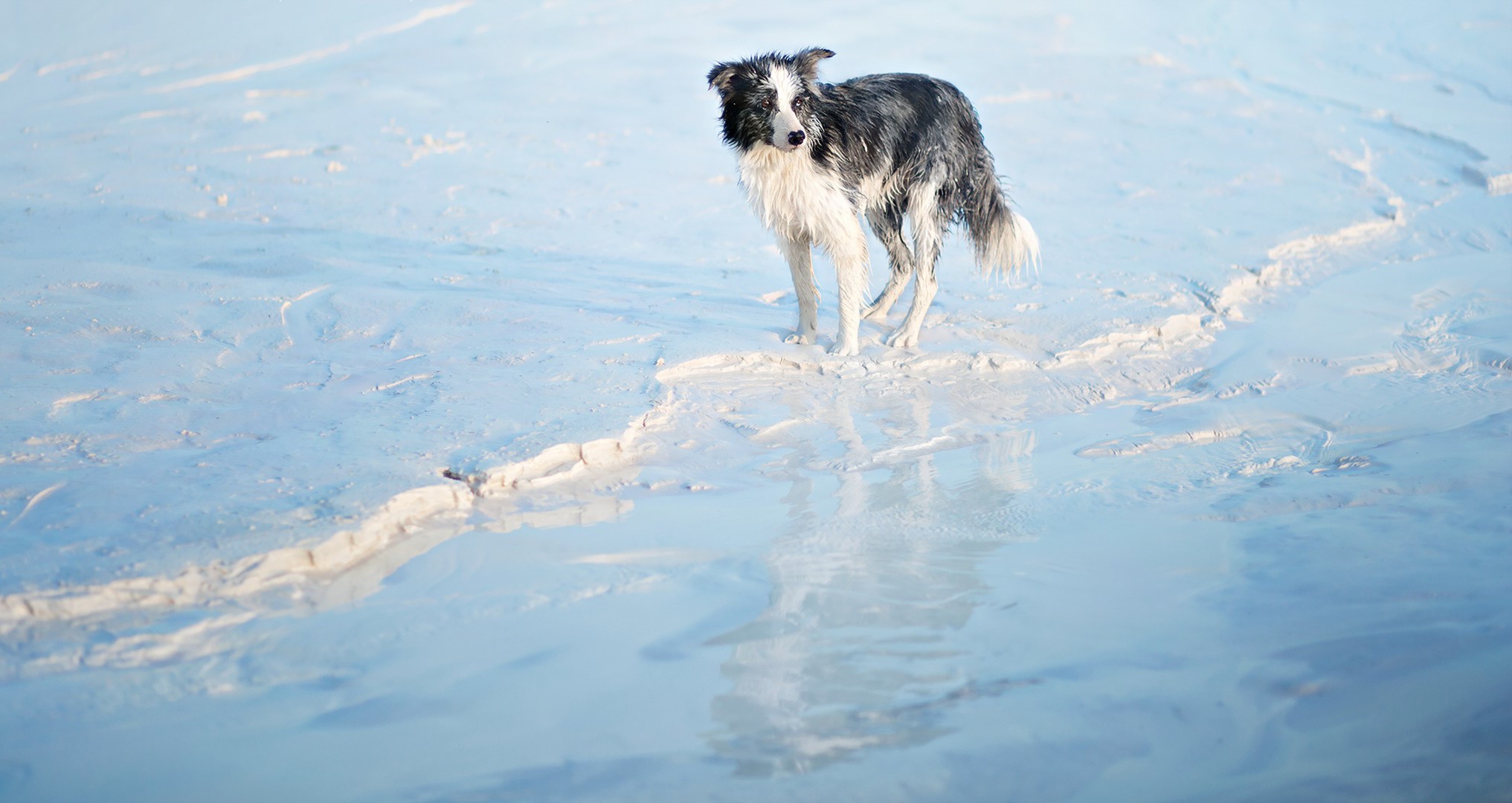 Border Collie standing on icy ground HD Wallpaper