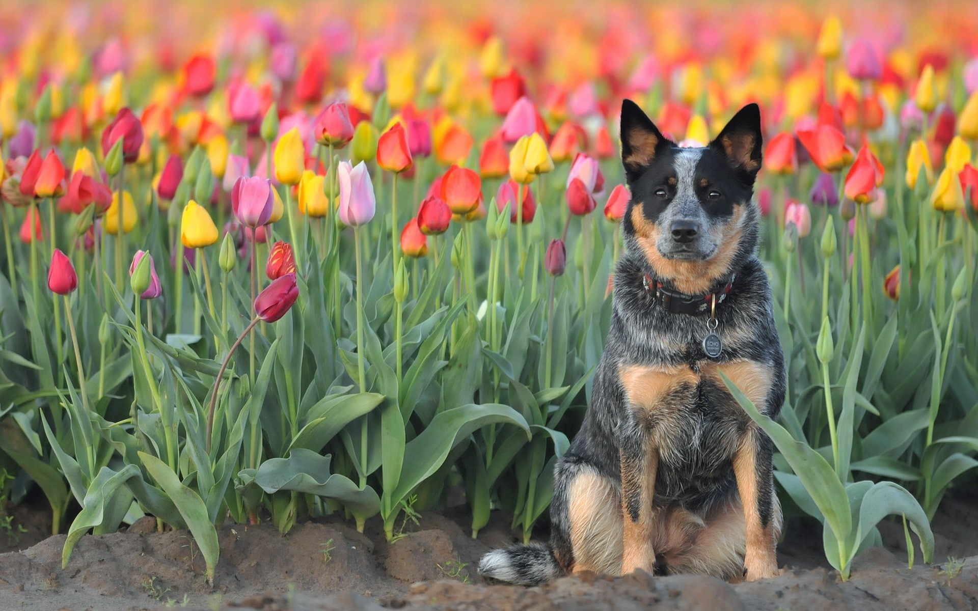 Australian Cattle Dog in a Field of Tulips HD Wallpaper