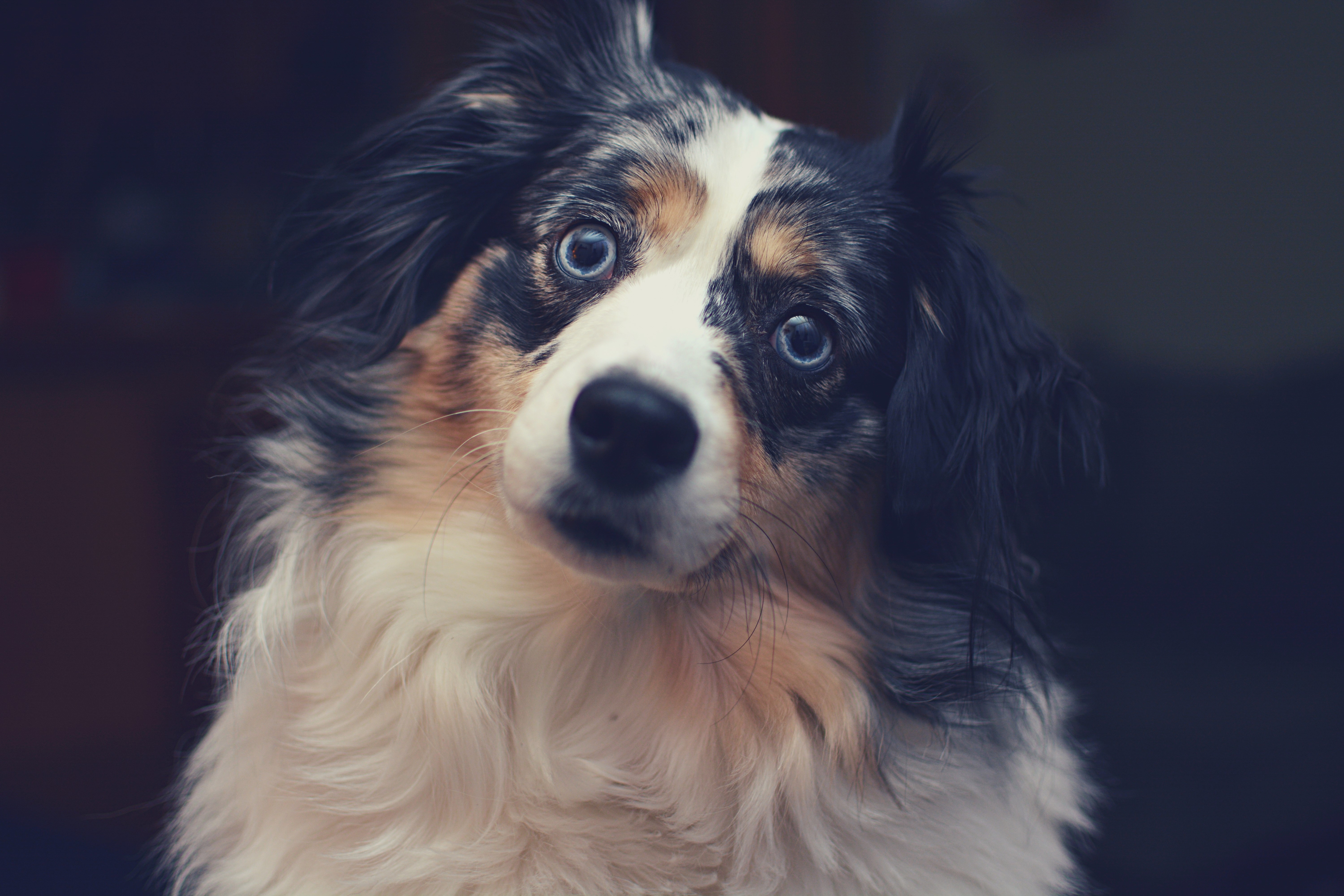 Australian Shepherd Dog with Blue Eyes HD Wallpaper