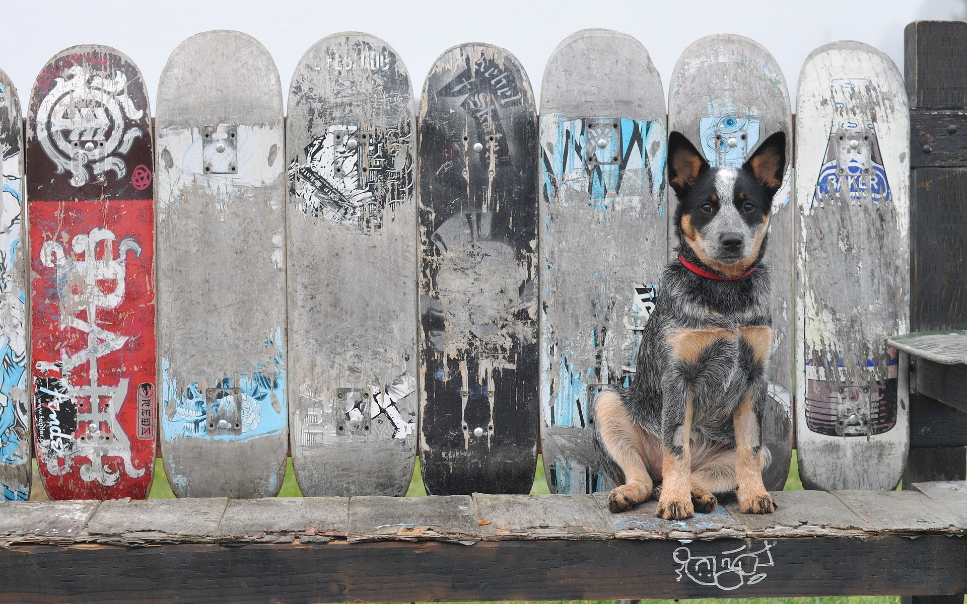 Australian Cattle Dog sitting in front of skateboards HD Wallpaper