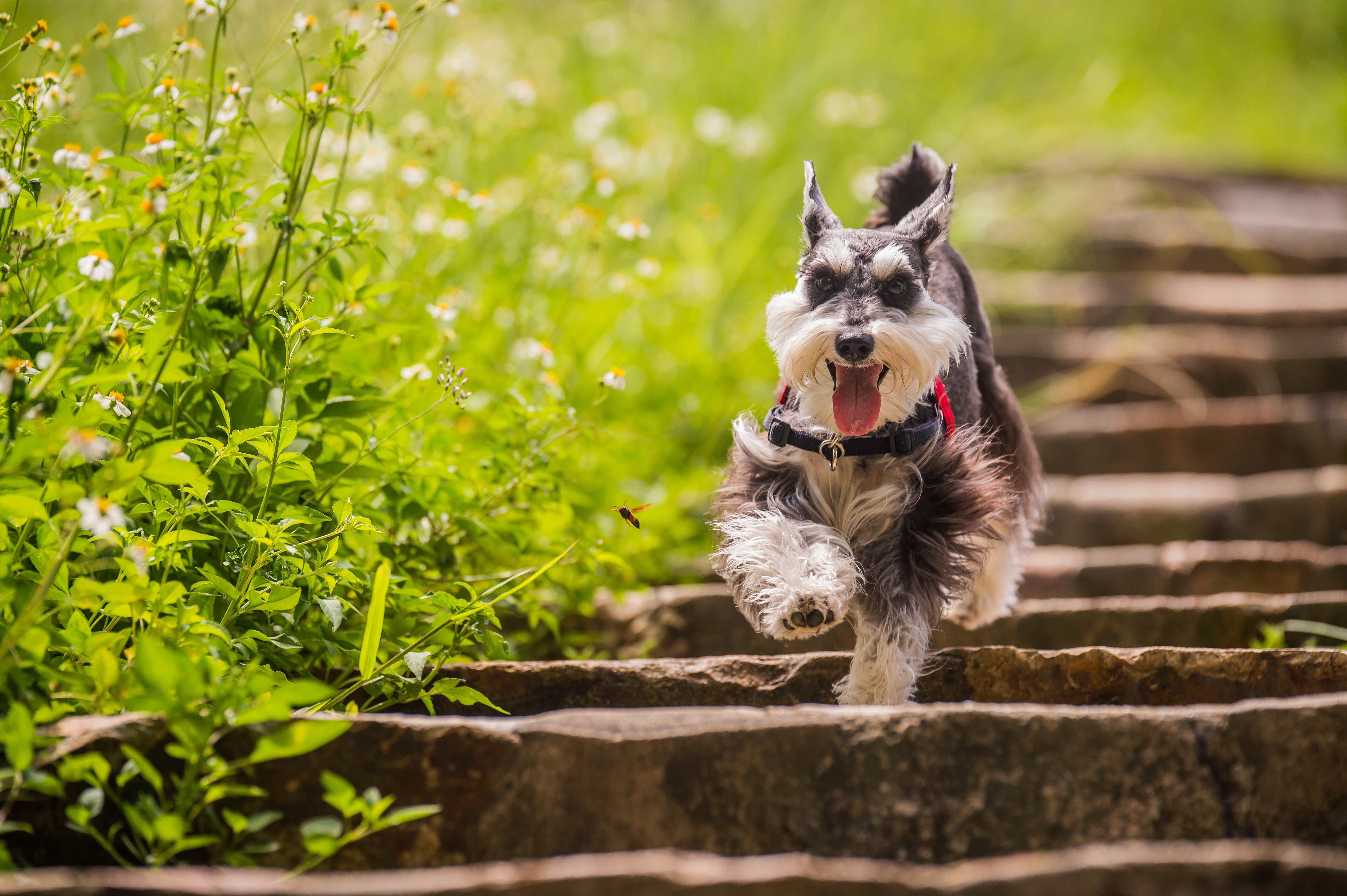 Miniature Schnauzer running up stone stairs with flowers HD Wallpaper