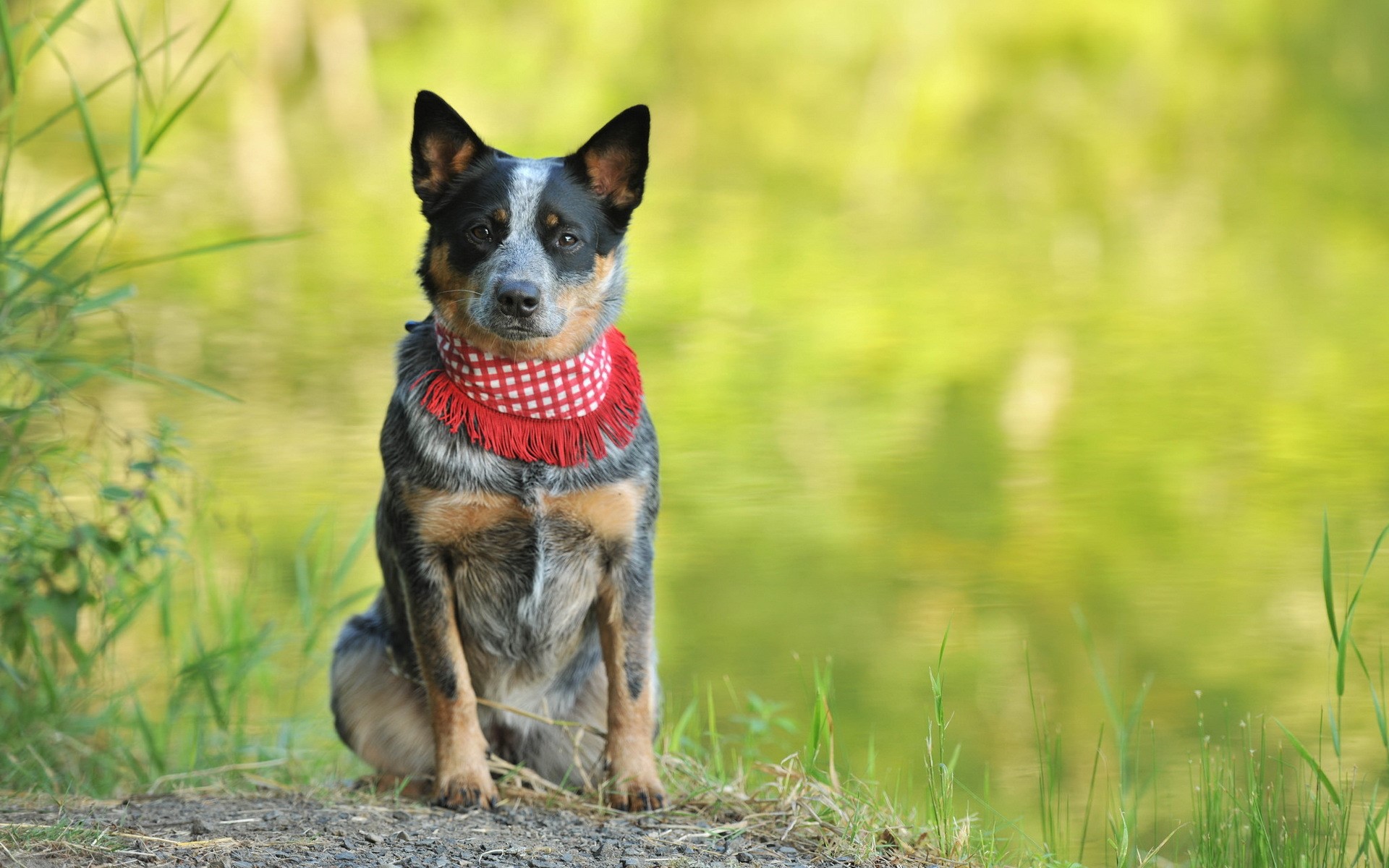 Australian Cattle Dog wearing a red bandana HD Wallpaper