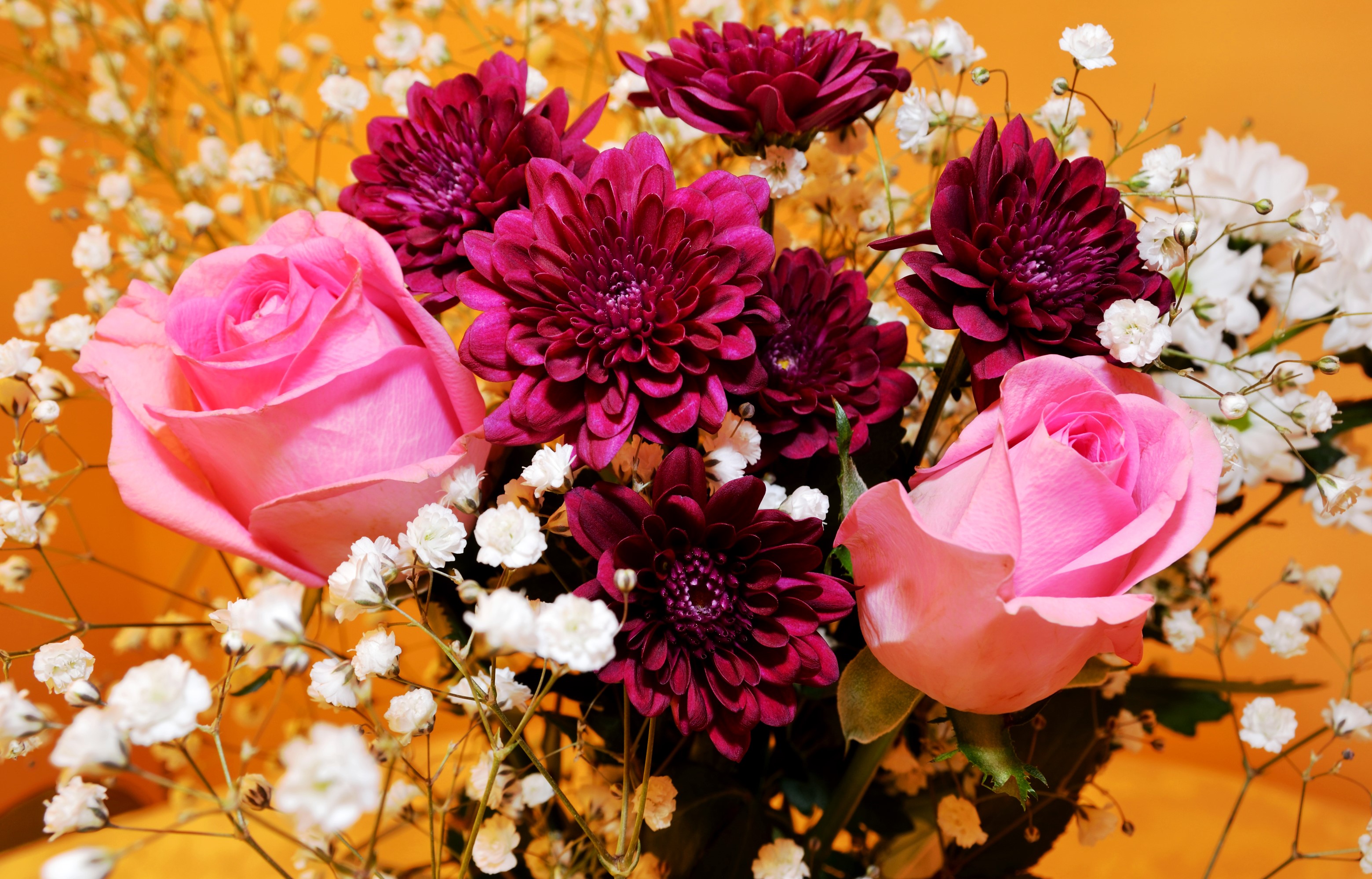 Pink roses and dark red dahlias in a bouquet HD Wallpaper