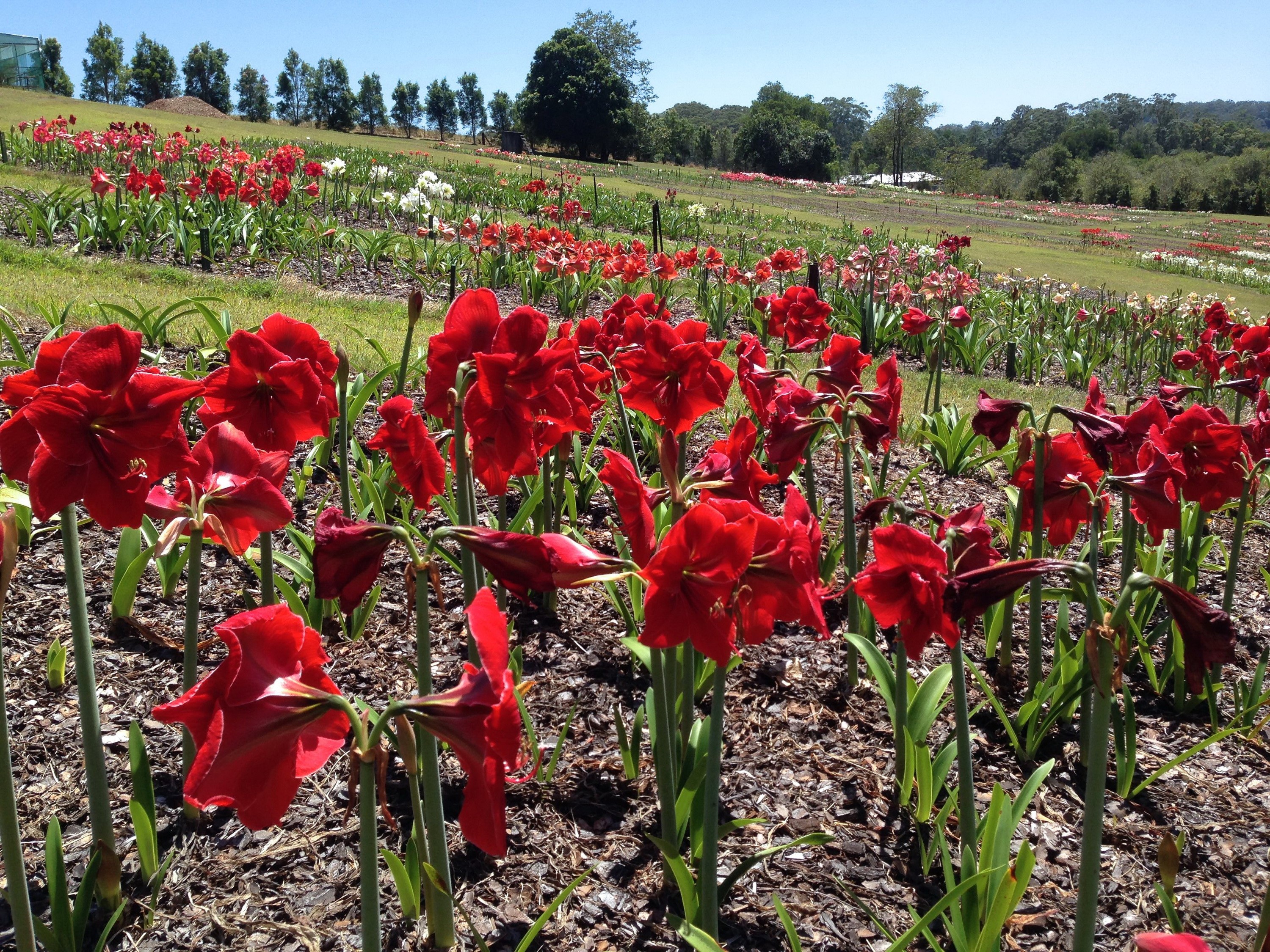 Red Amaryllis Flowers in a Field HD Wallpaper
