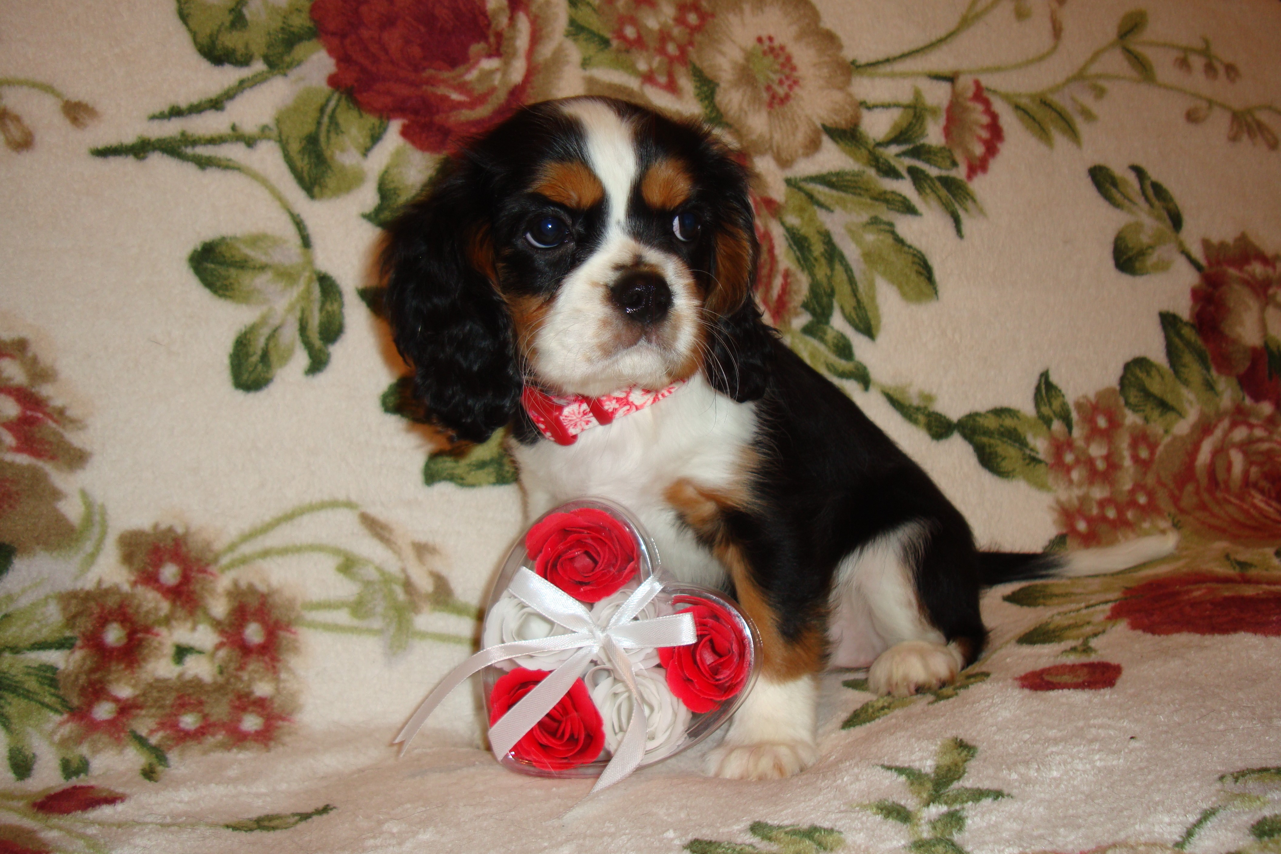 Puppy King Charles Spaniel with Heart Shaped Roses HD Wallpaper