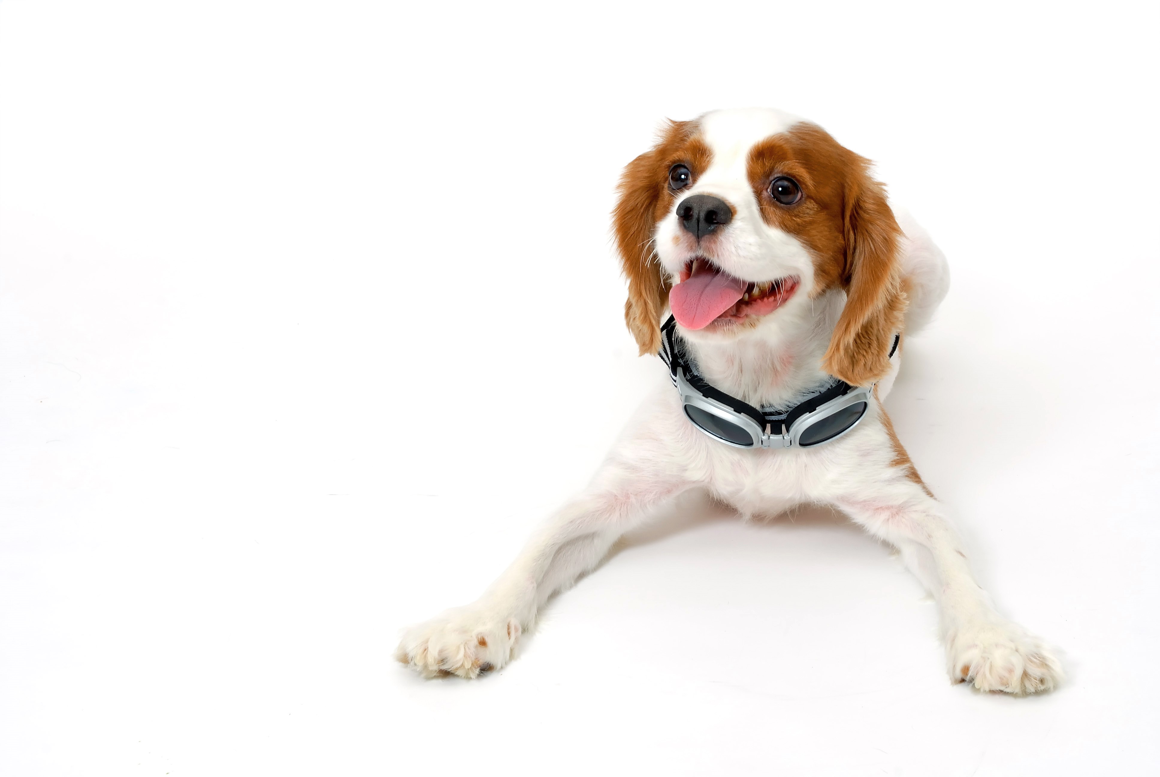 King Charles Spaniel with Goggles HD Wallpaper