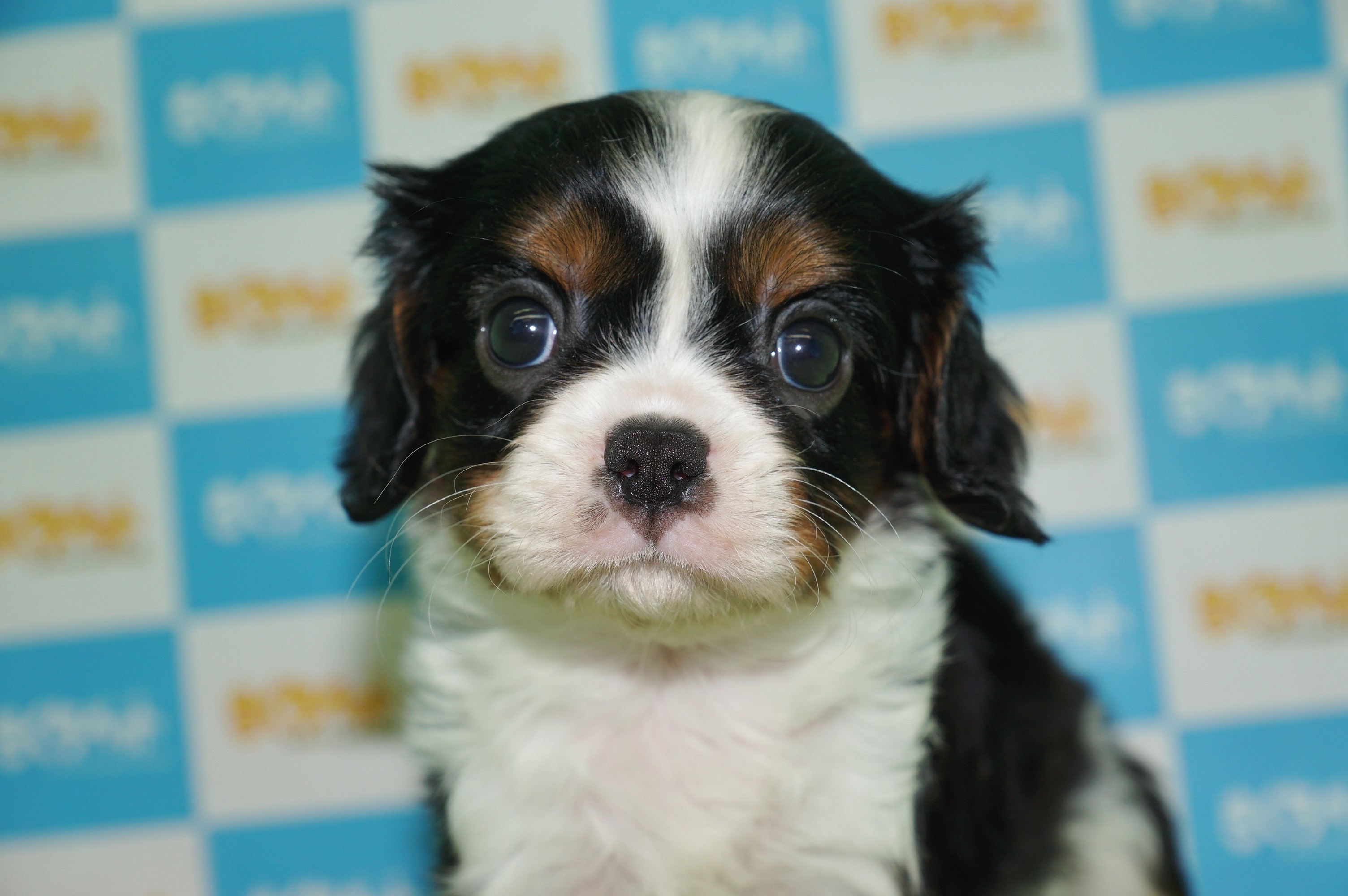 Tricolor Cavalier King Charles Spaniel Puppy HD Wallpaper