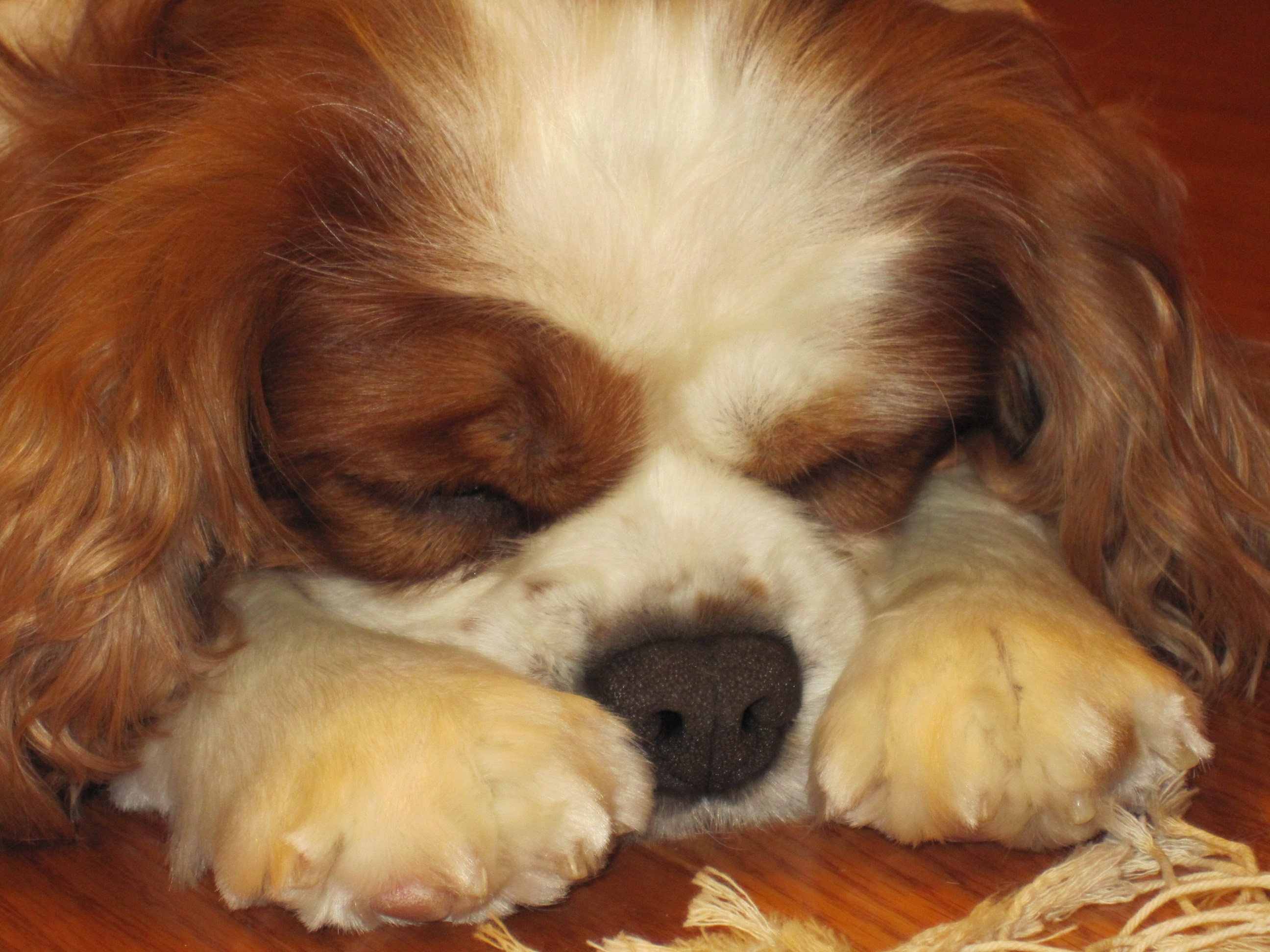 Cavalier King Charles Spaniel sleeping on wooden floor HD Wallpaper