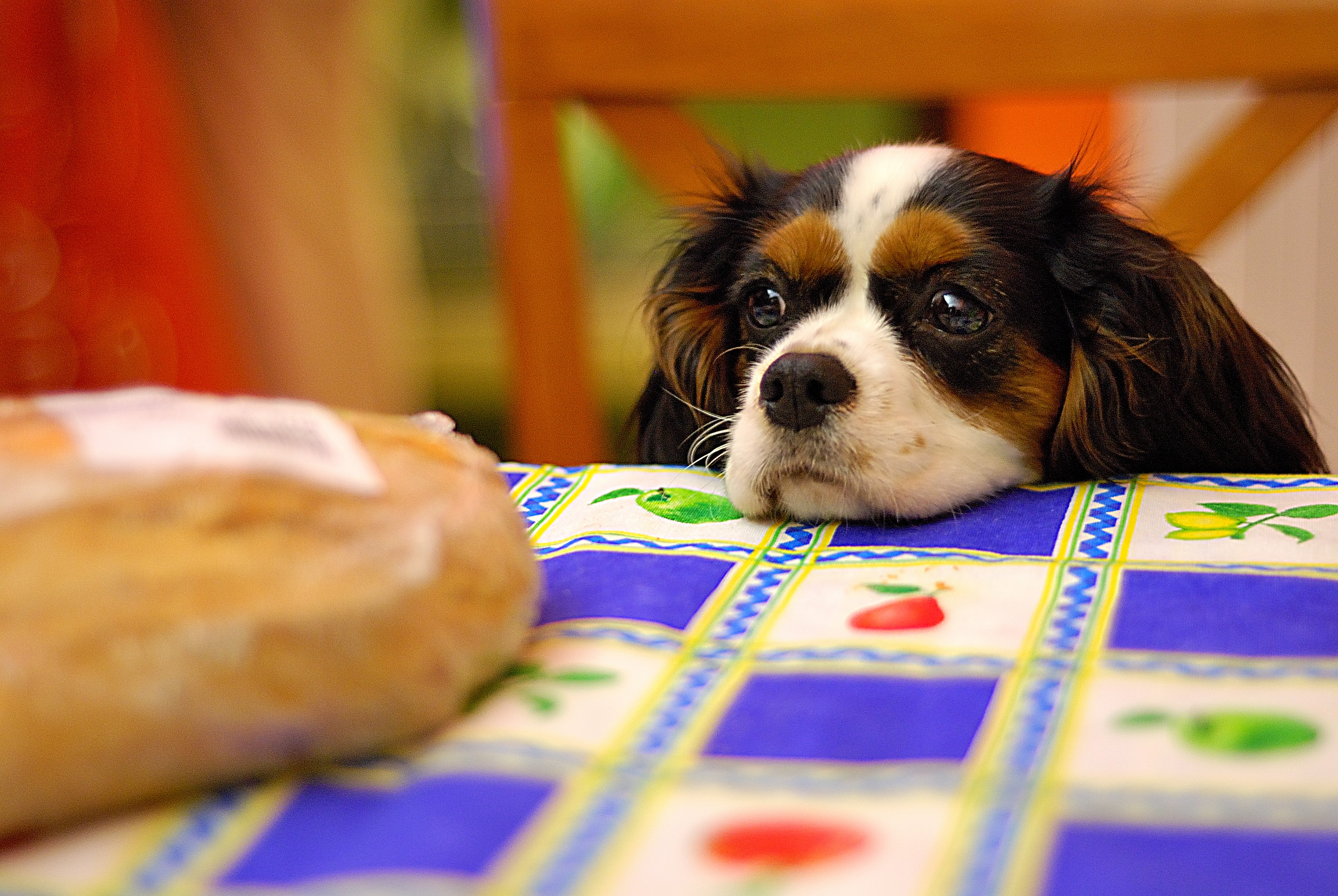 King Charles Spaniel Glances at Bread on Table HD Wallpaper