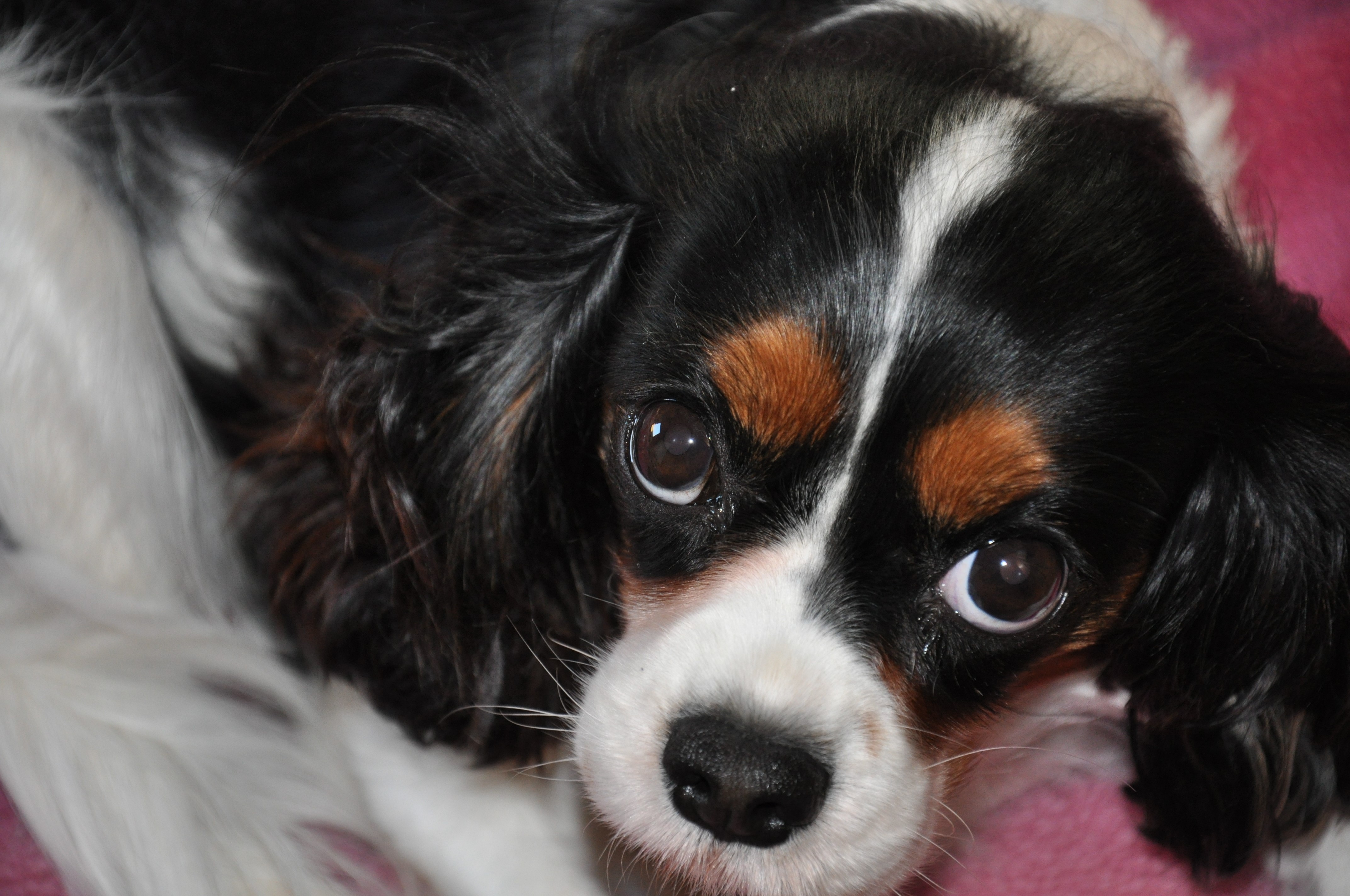 King Charles Spaniel Dog Looking Up HD Wallpaper