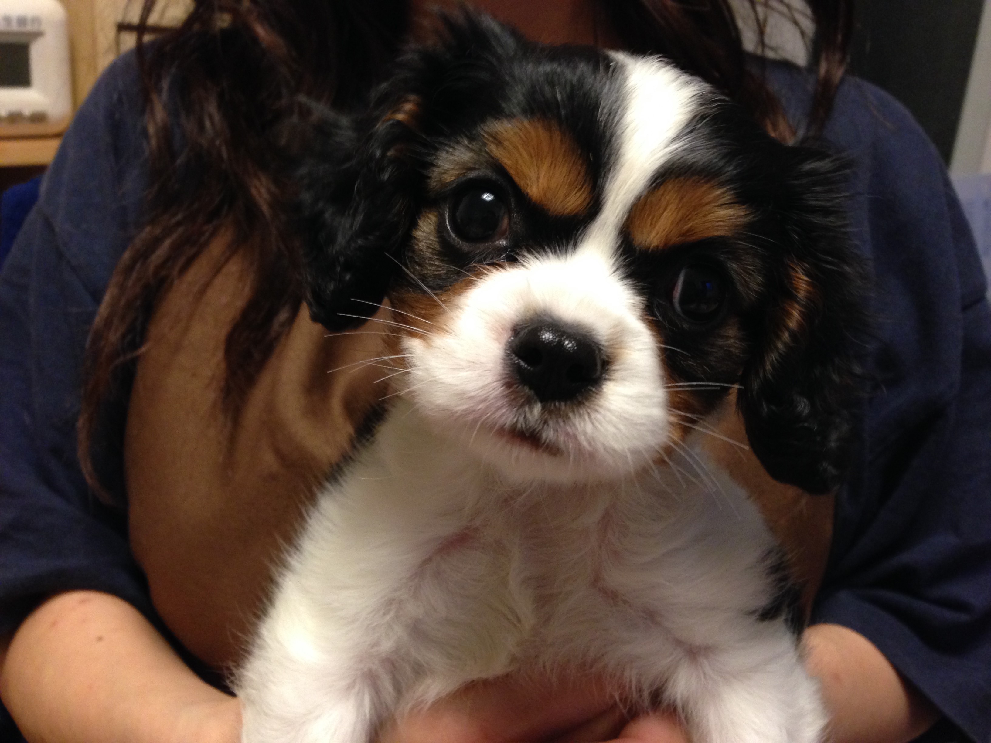 Puppy of King Charles Spaniel HD Wallpaper