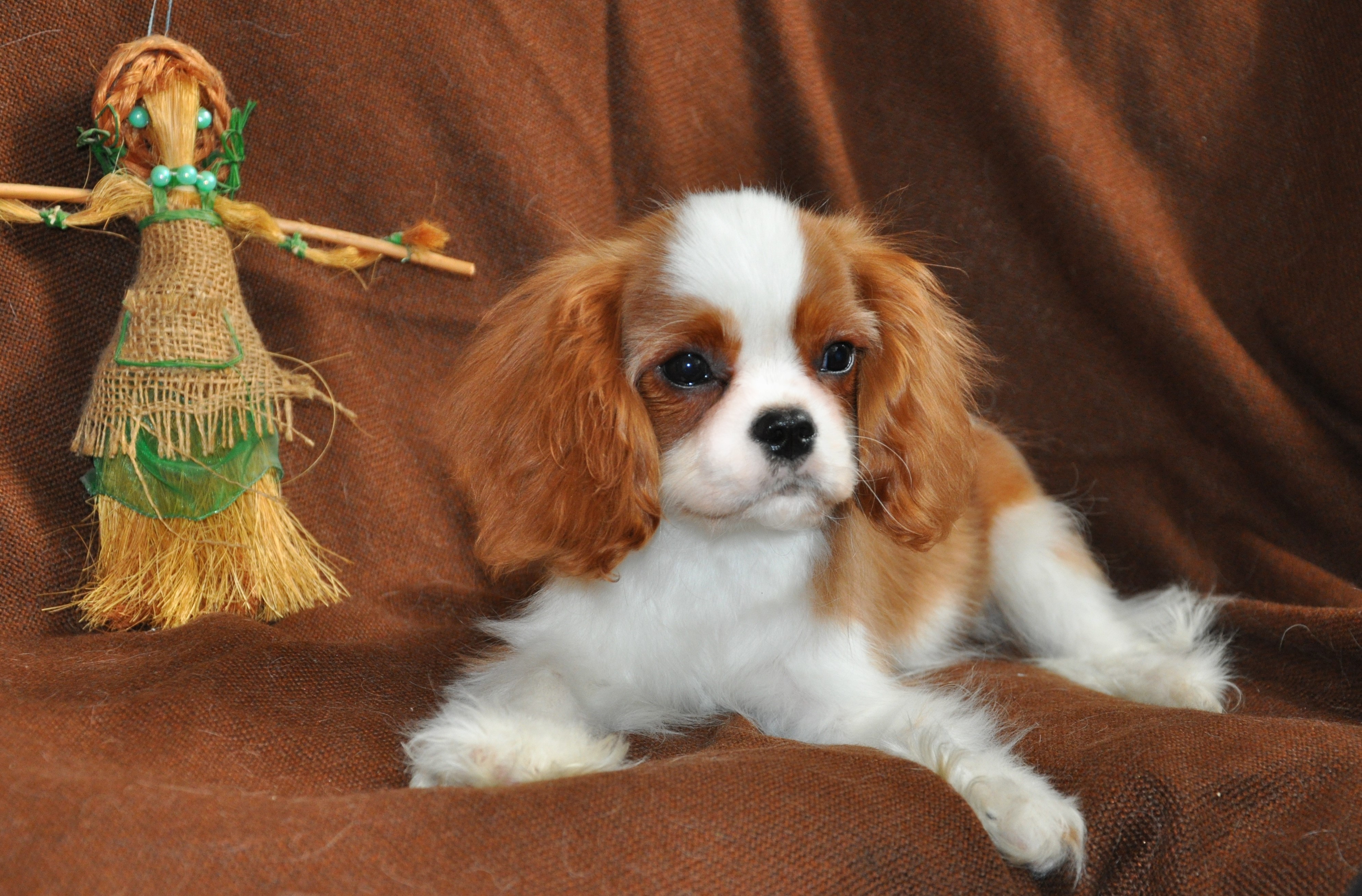 Cavalier King Charles Spaniel Puppy with Doll HD Wallpaper