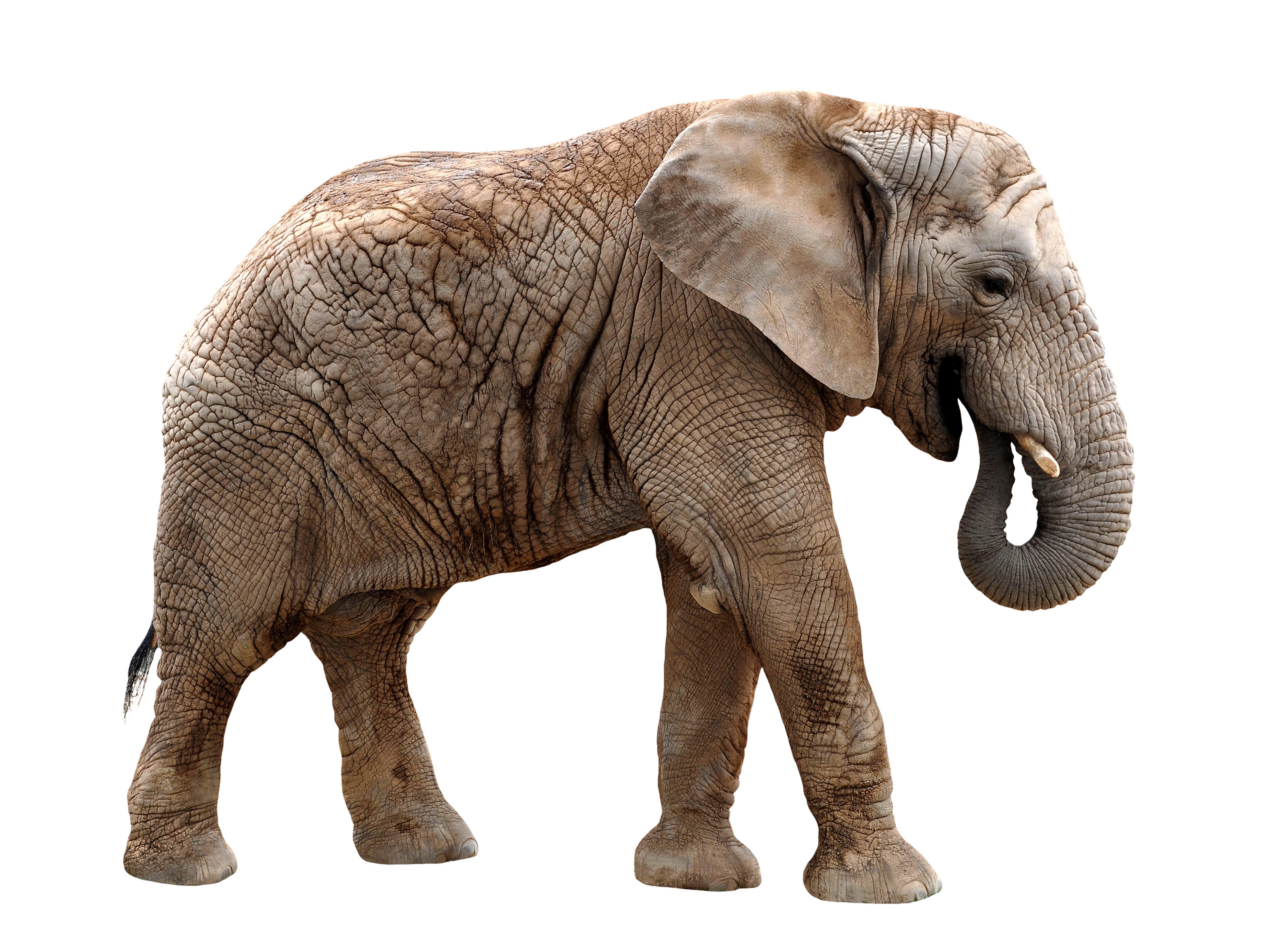 African Elephant HD Wallpaper