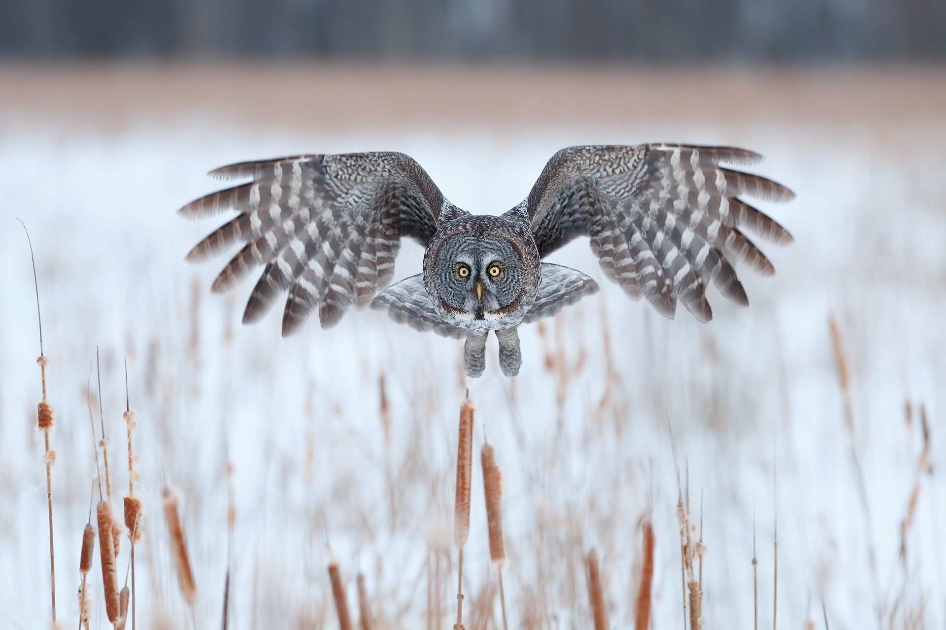 Great Grey Owl in flight over cattails HD Wallpaper
