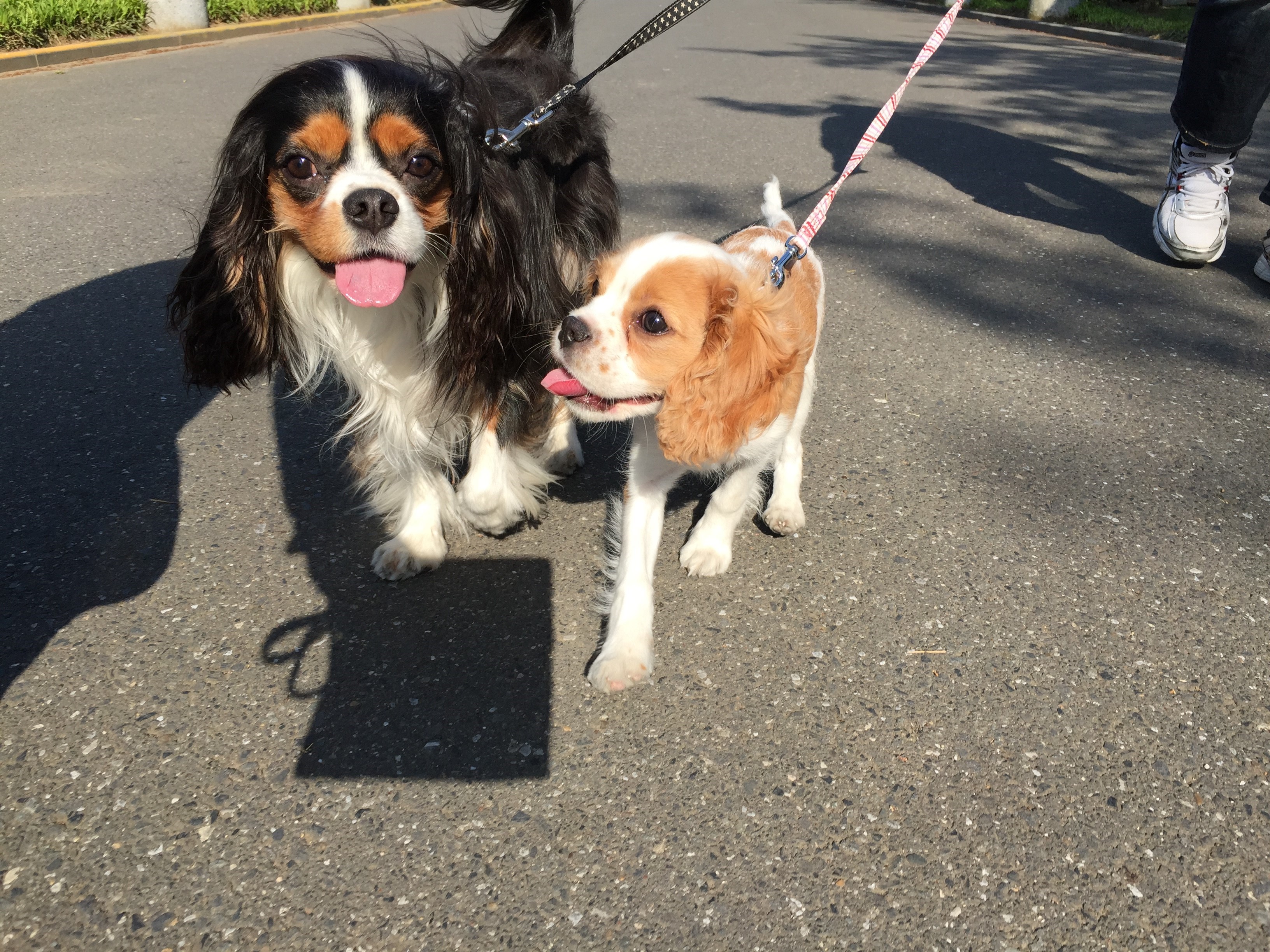 Two King Charles Spaniels on a Leash HD Wallpaper