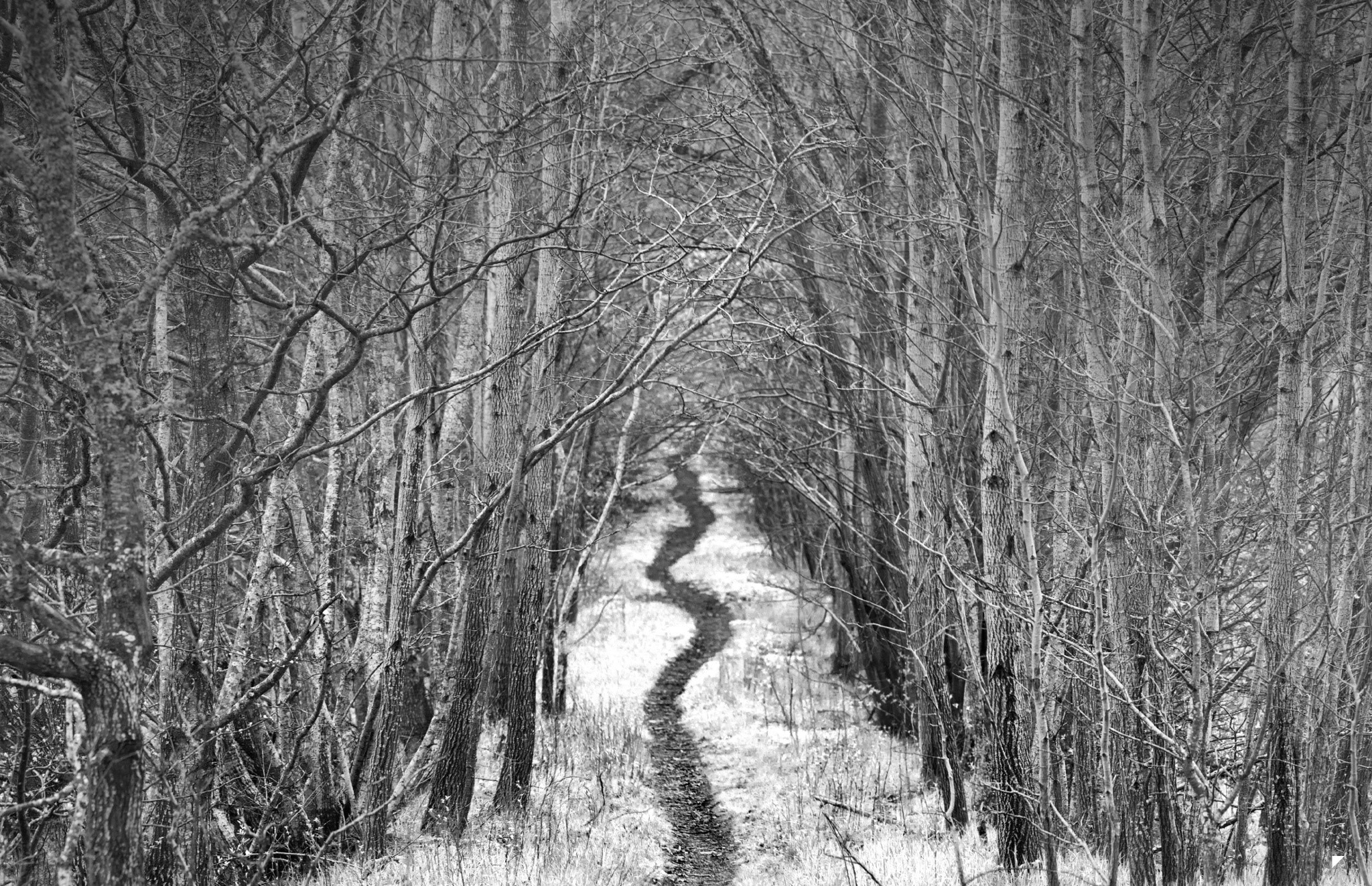Winding path through a bare forest in winter HD Wallpaper
