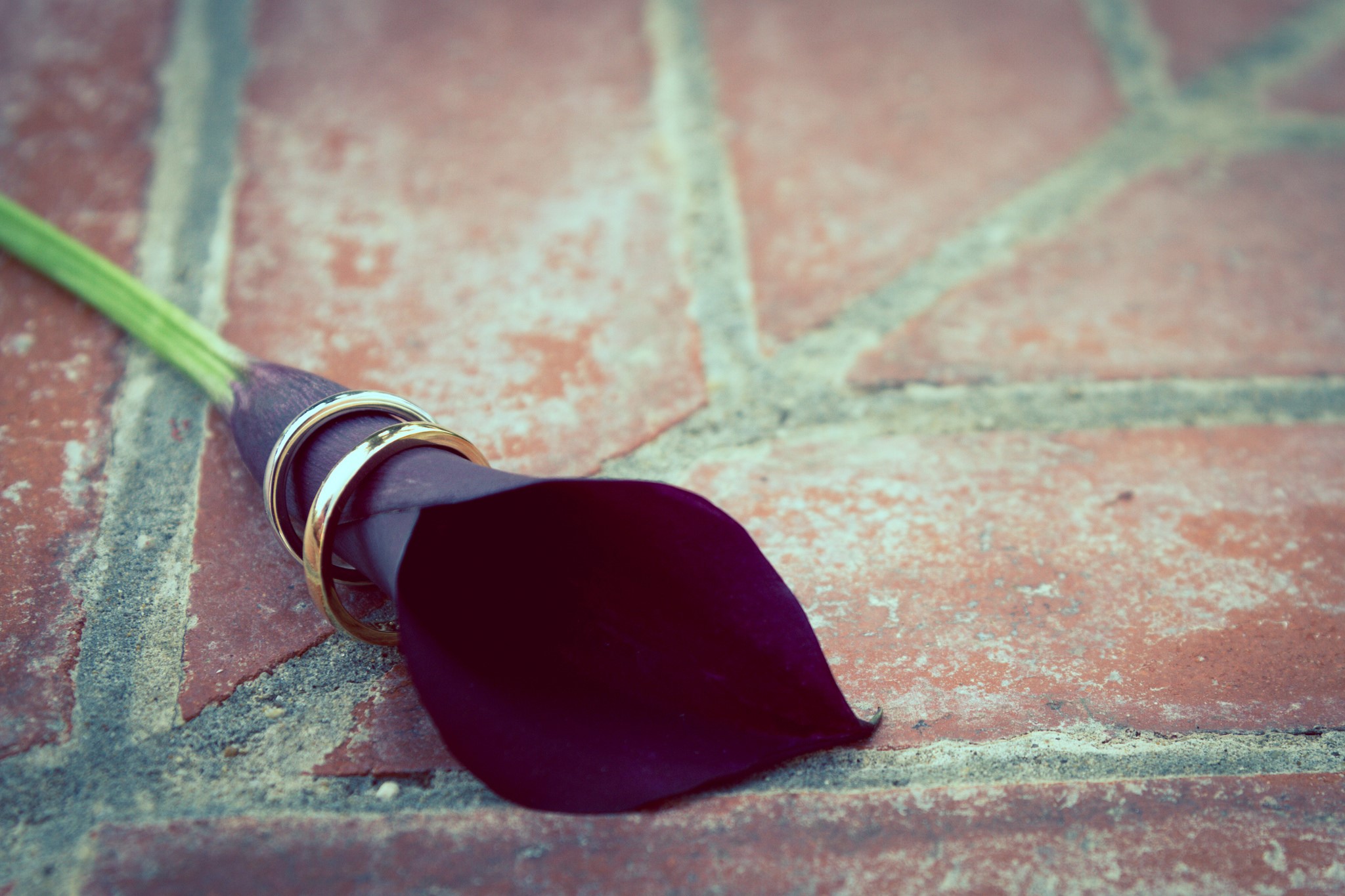 Wedding rings on a dark purple Calla Lily HD Wallpaper